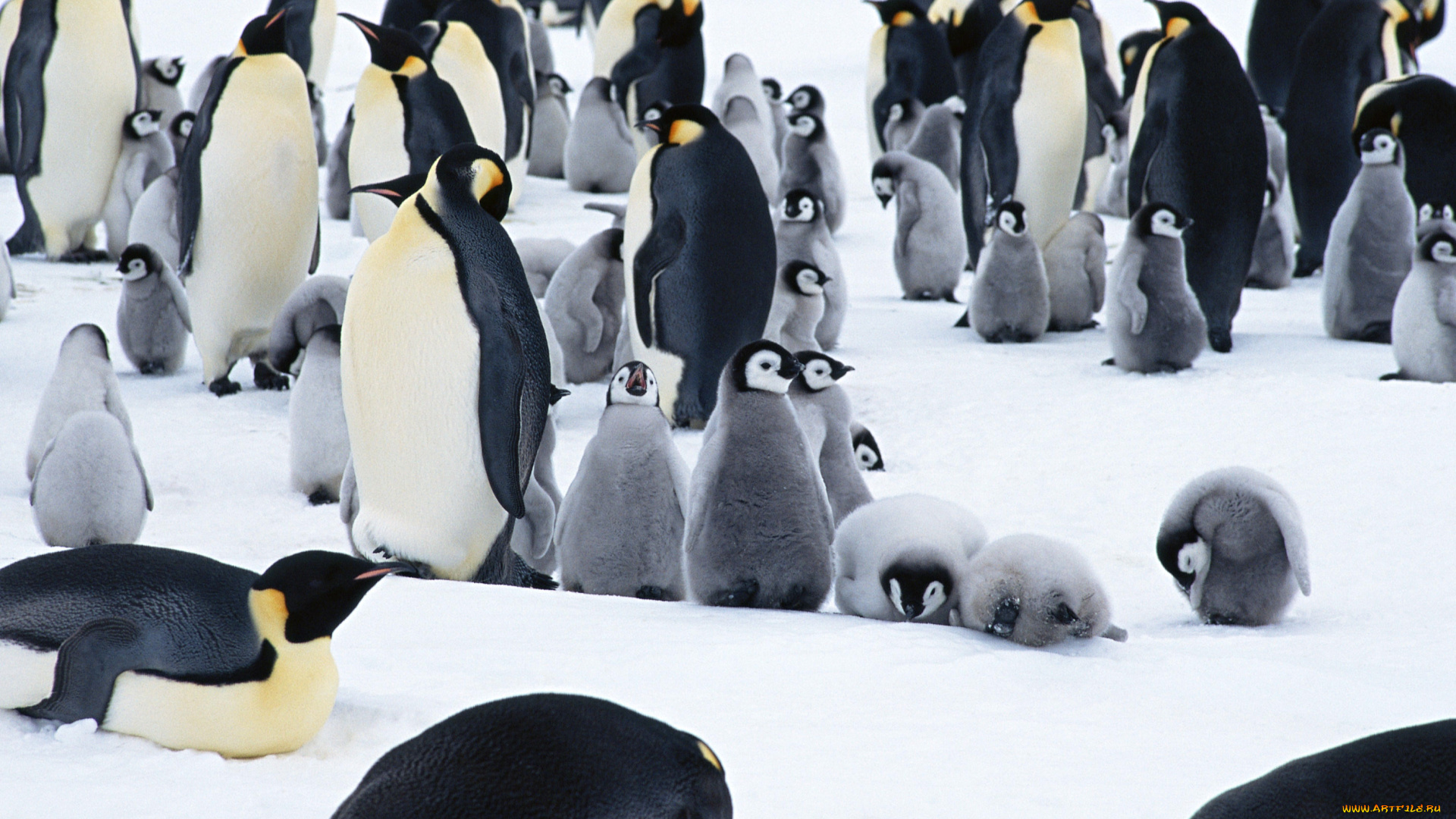 животные, пингвины