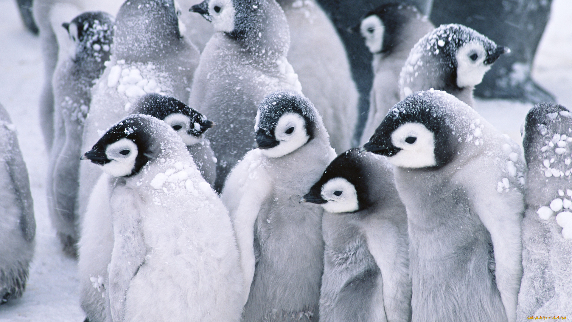животные, пингвины