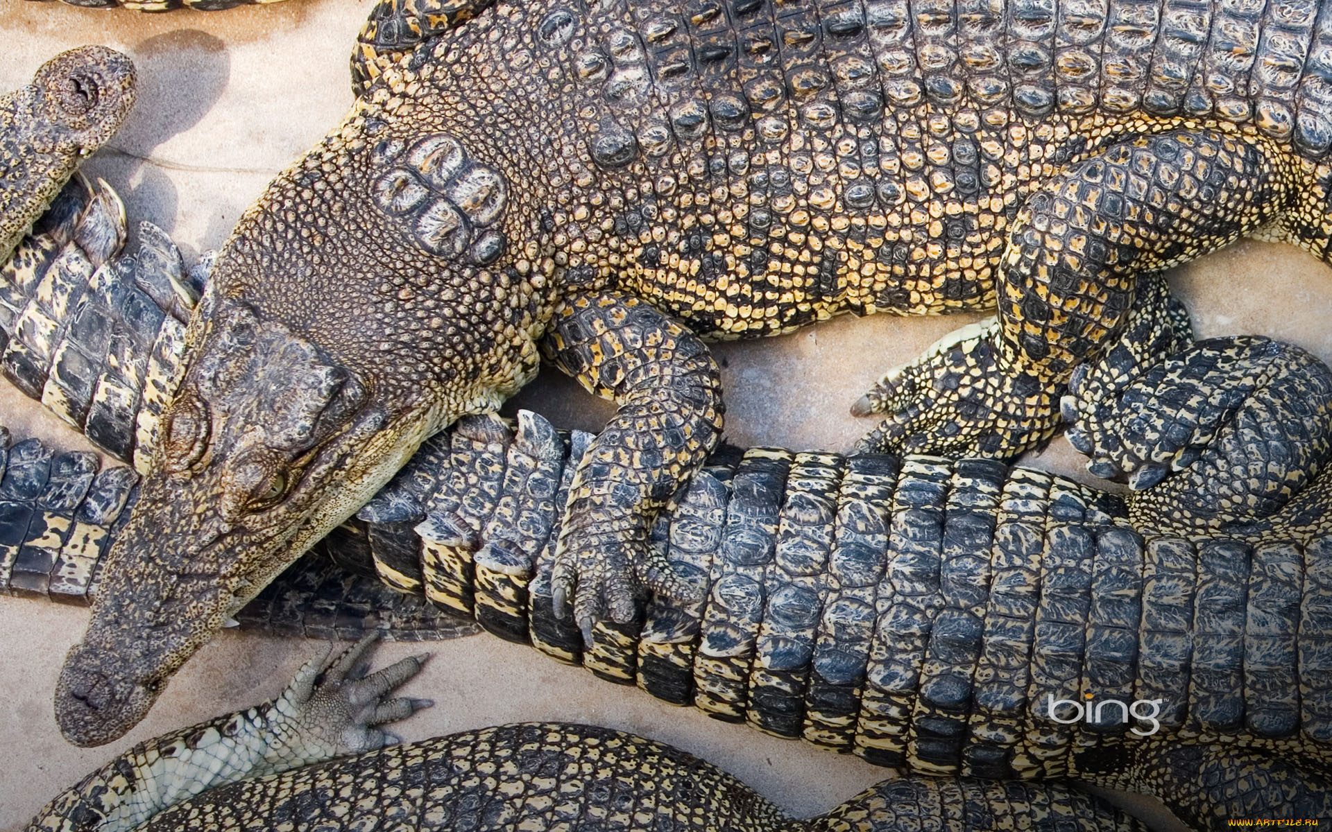 животные, крокодилы