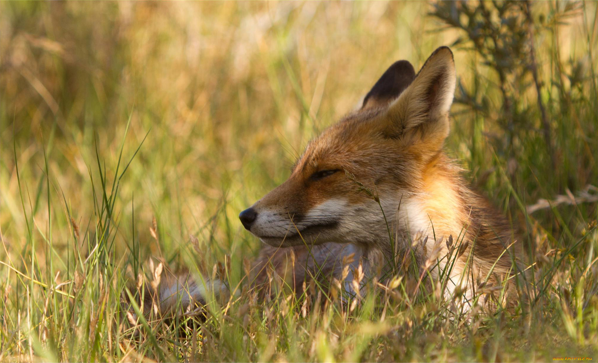 животные, лисы