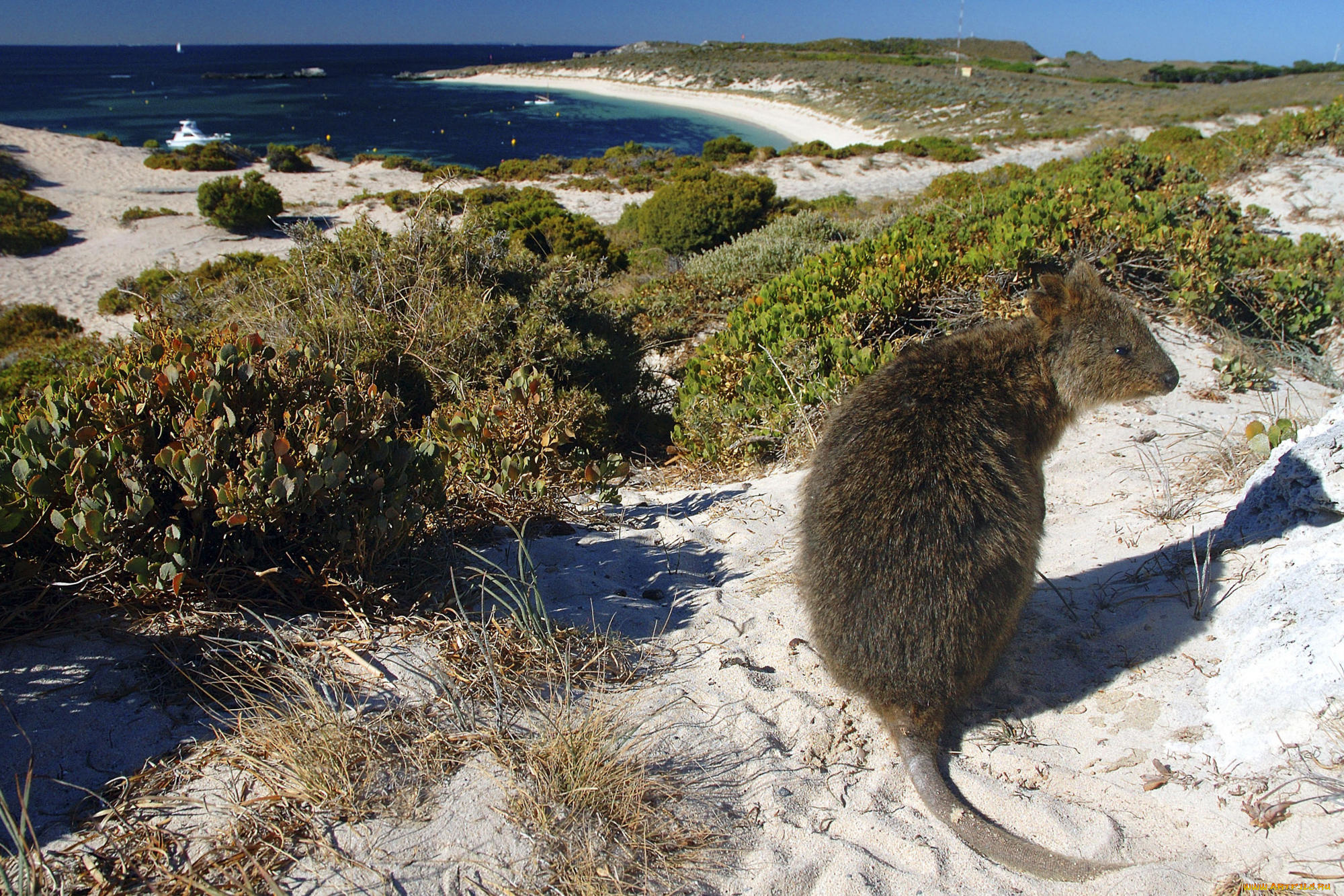 животные, другое