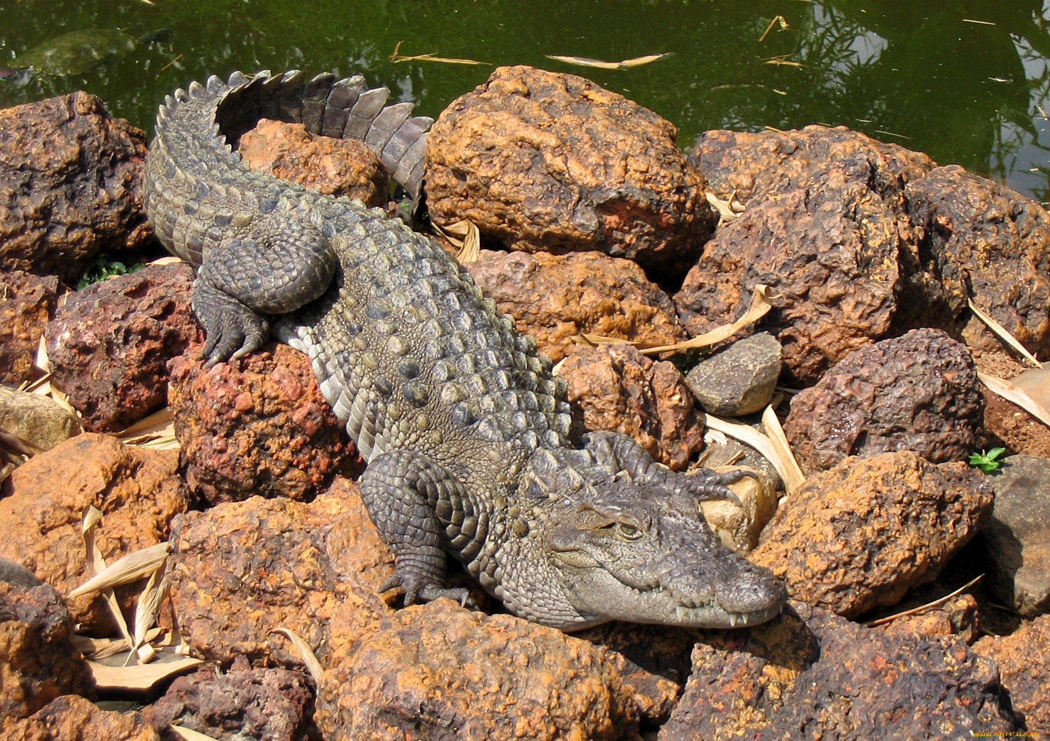 животные, крокодилы, хвост, зубы