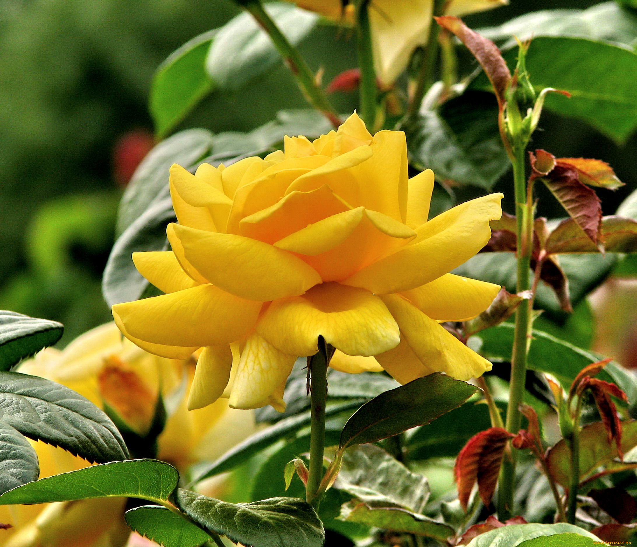 цветы, розы