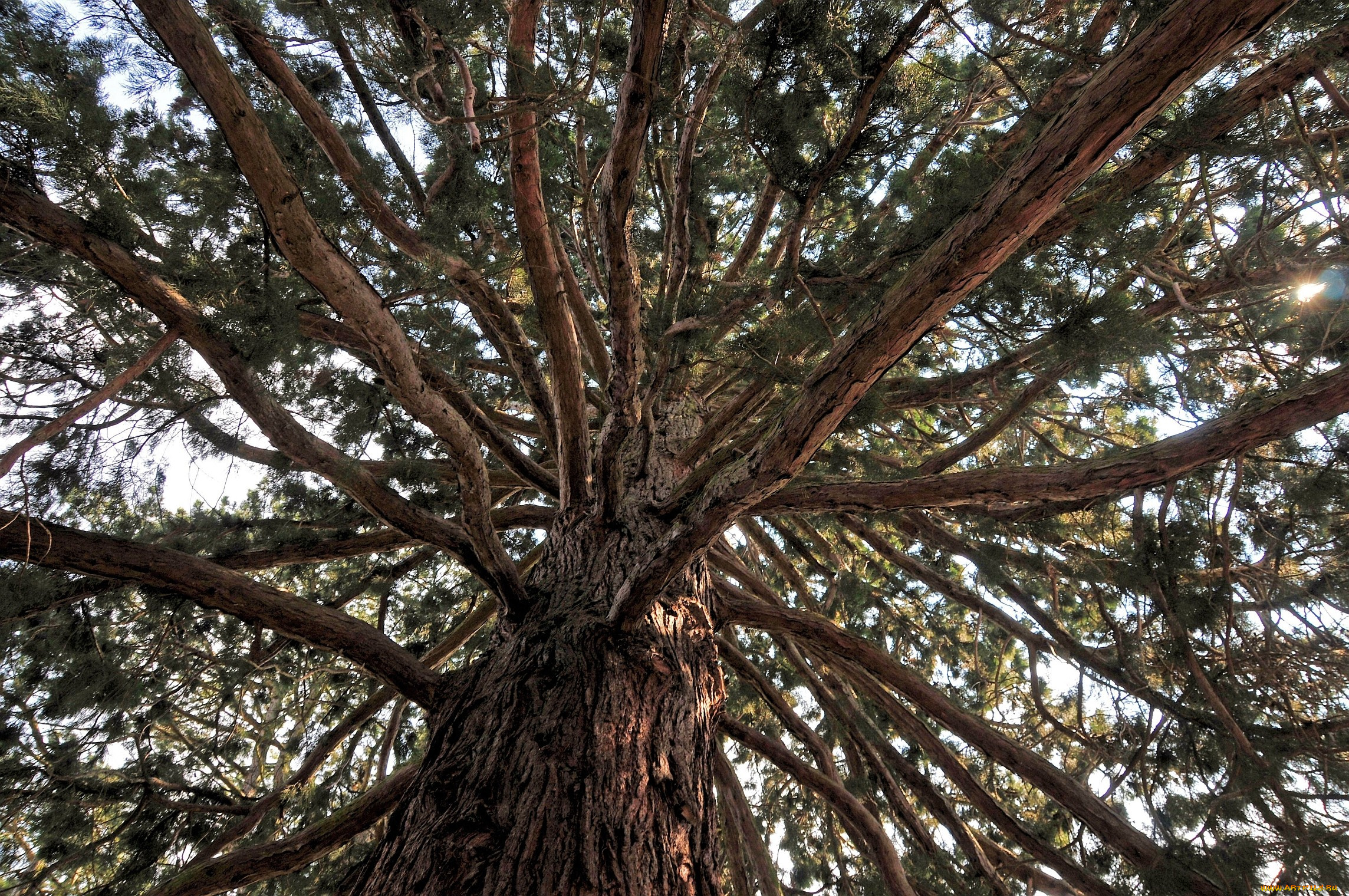 природа, деревья, ветки, крона, гигант