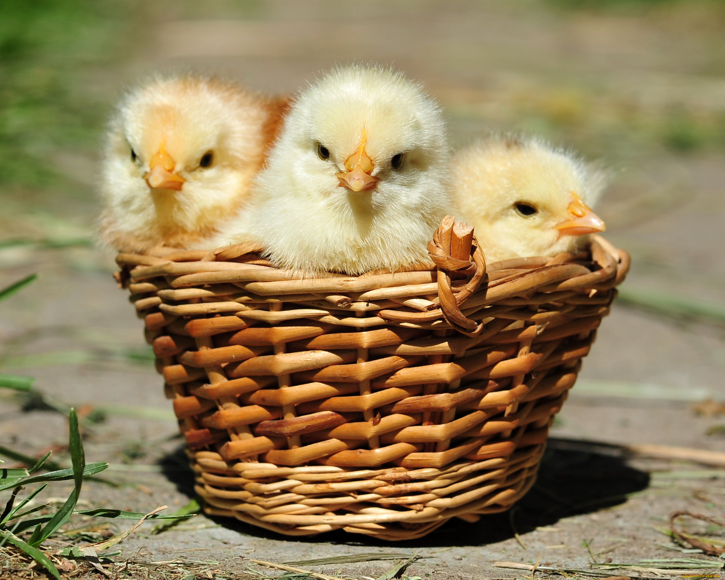 авт, сотсков, николай, животные, куры, петухи