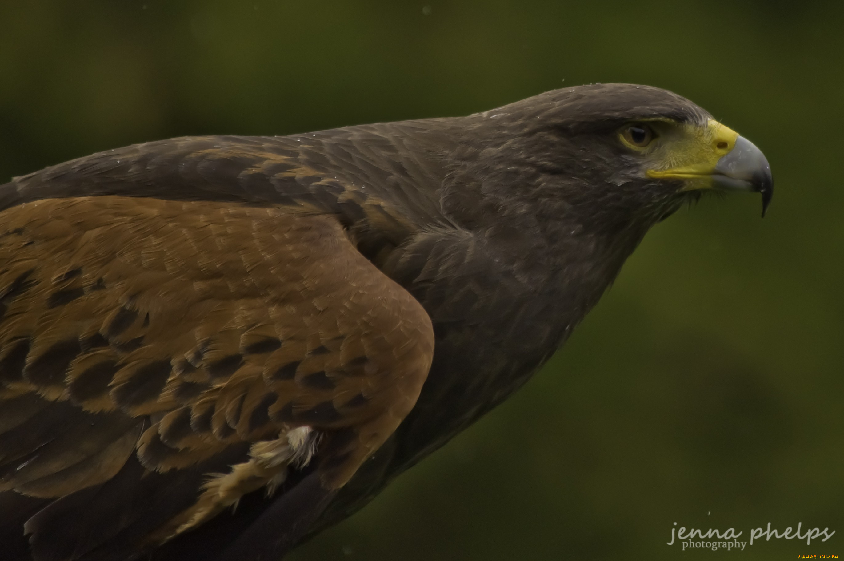 животные, птицы, хищники, клюв, хищник