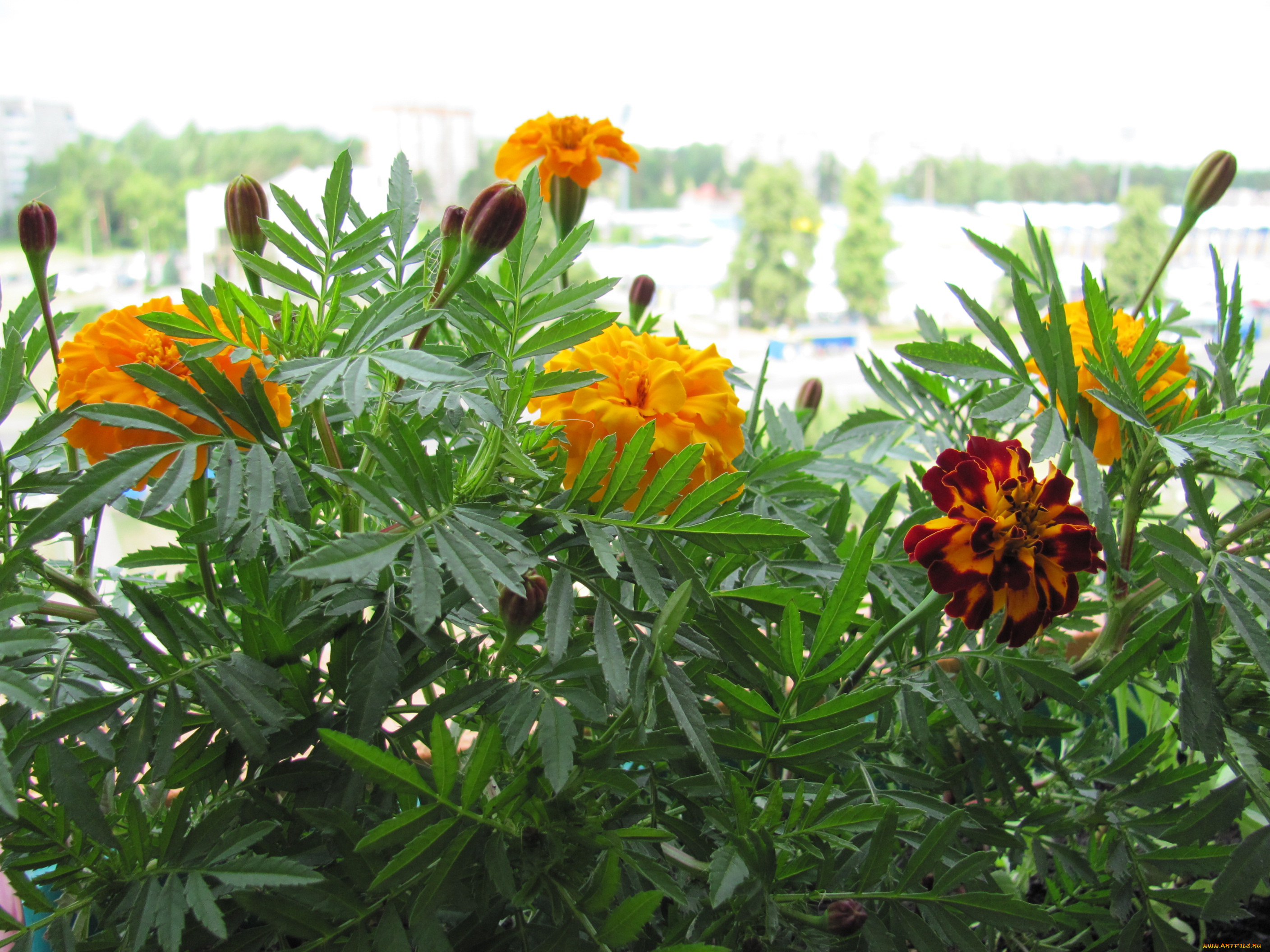 бархатцы, цветы, желтые, желто-коричневый, бутоны