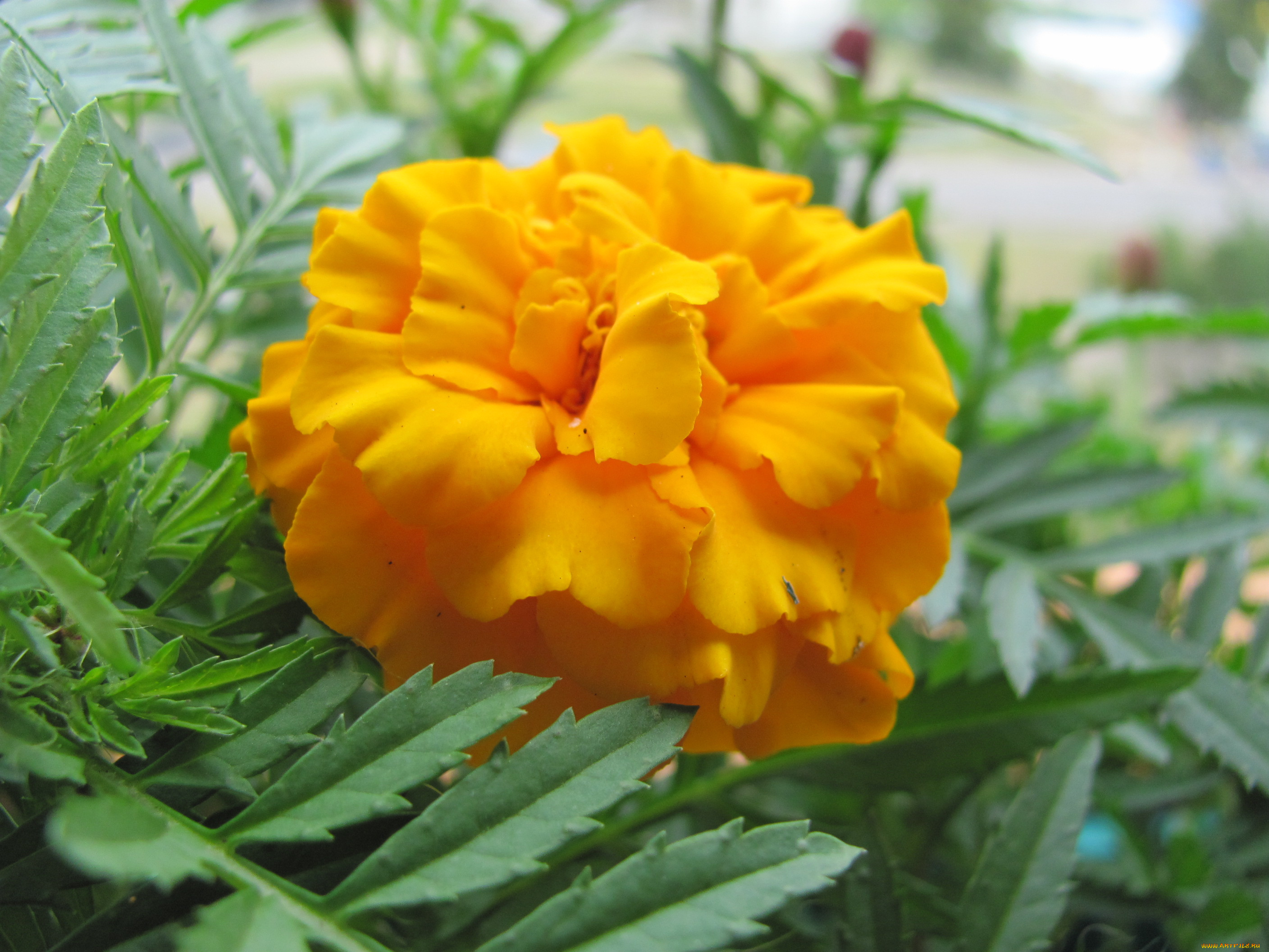 бархатцы, цветы, желтый