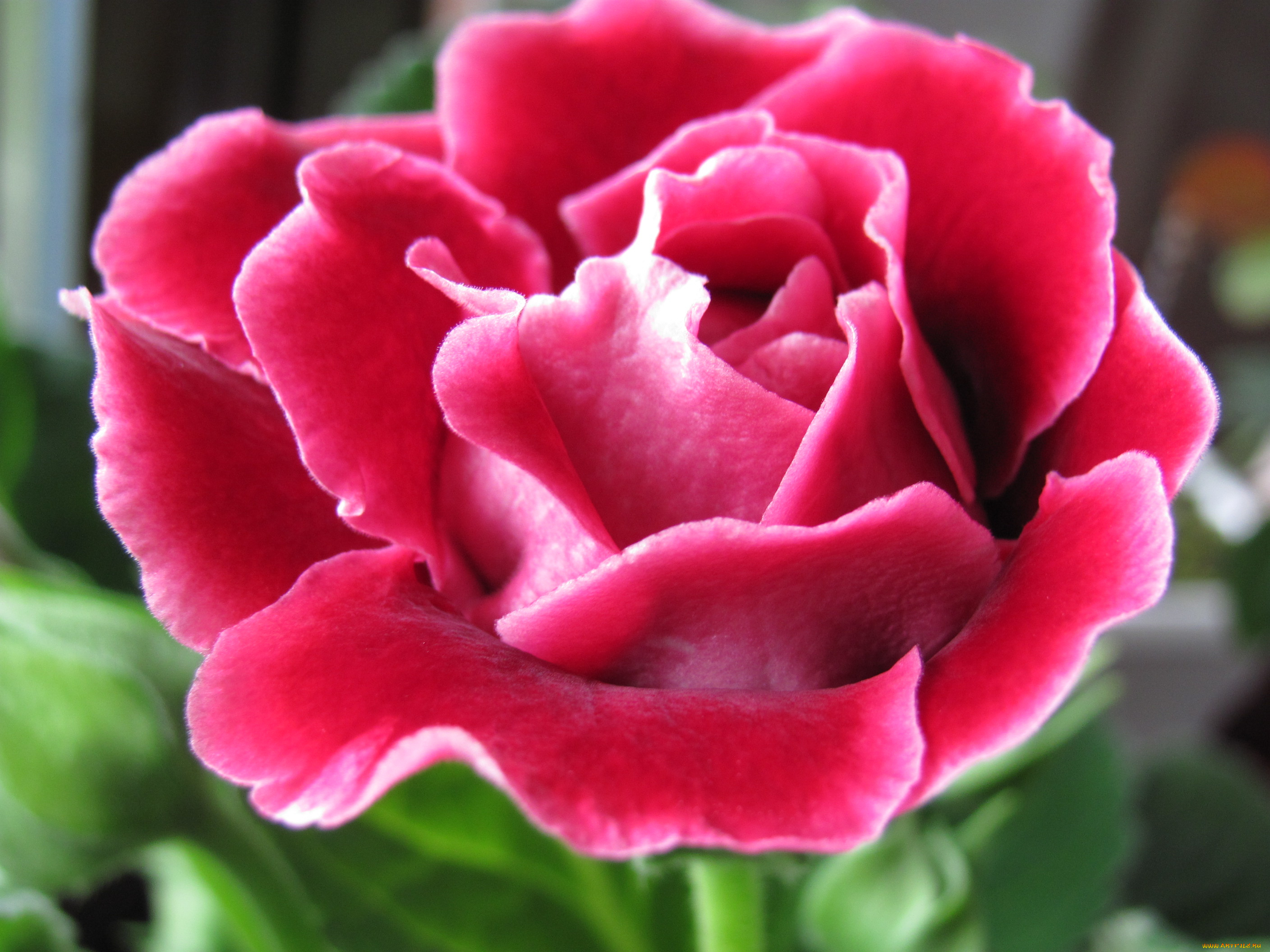 синингия, цветы, глоксиния, синнингия, розовый, с, белой, каймой