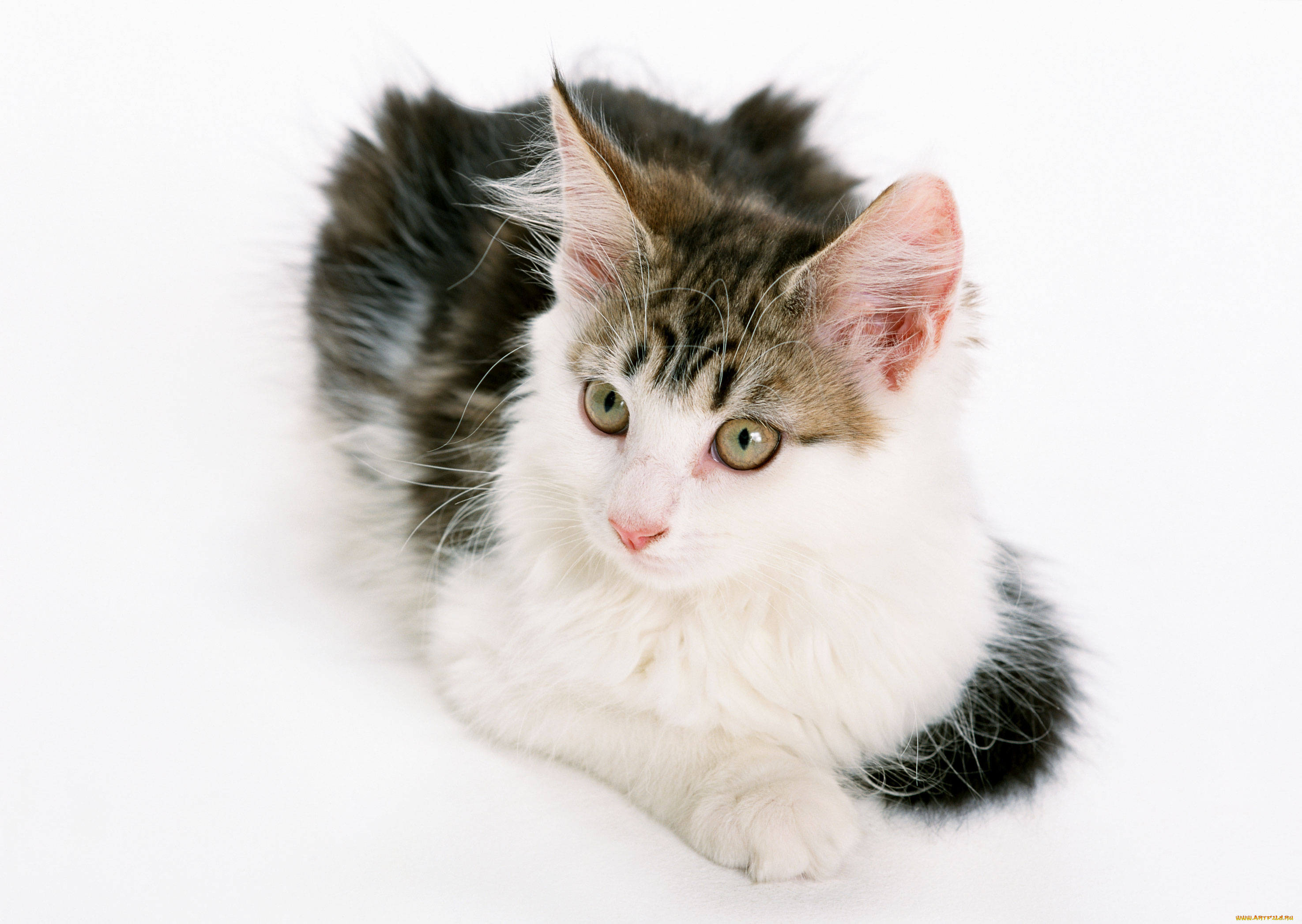 животные, коты