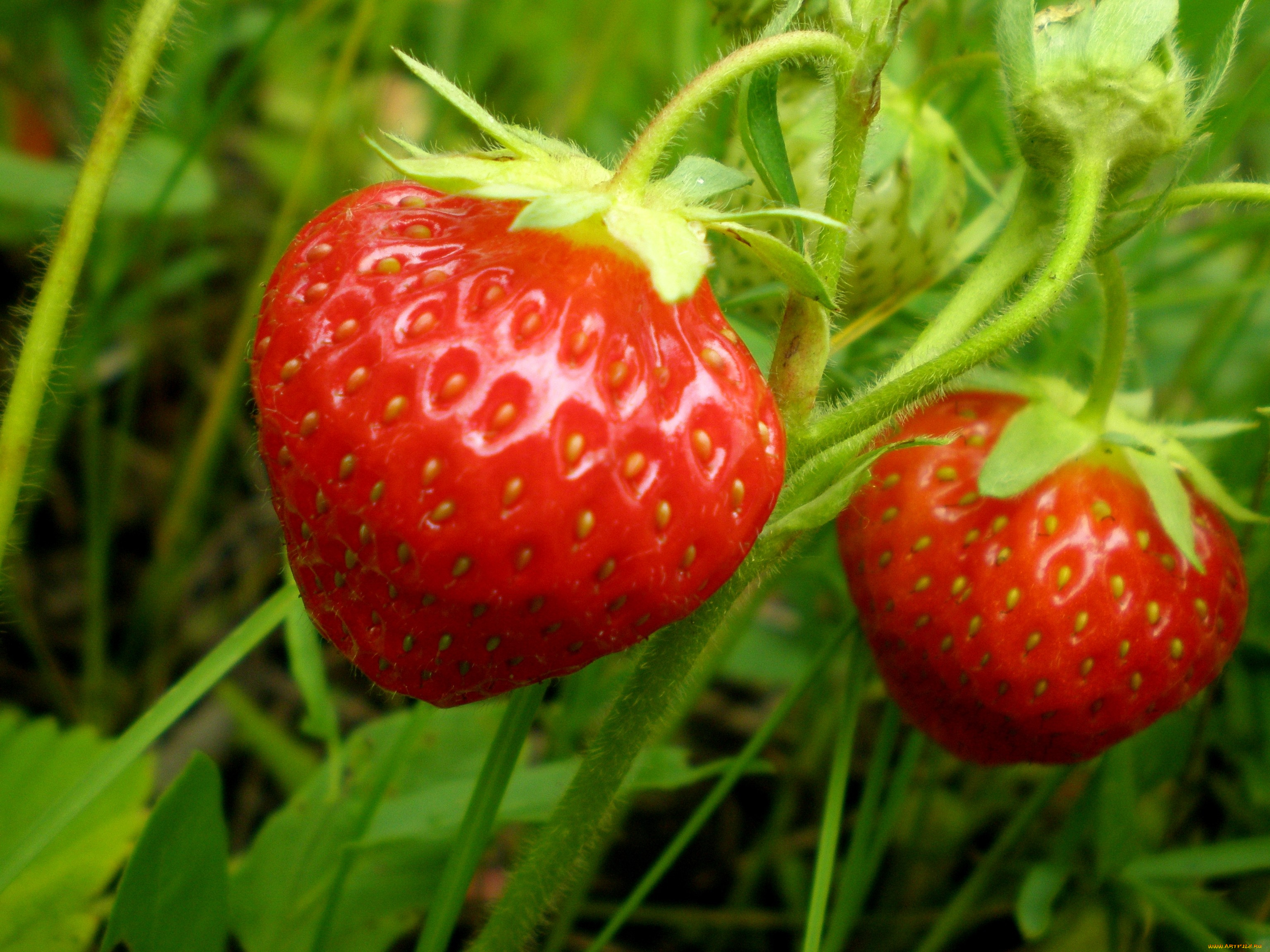 природа, Ягоды, клубника, красный