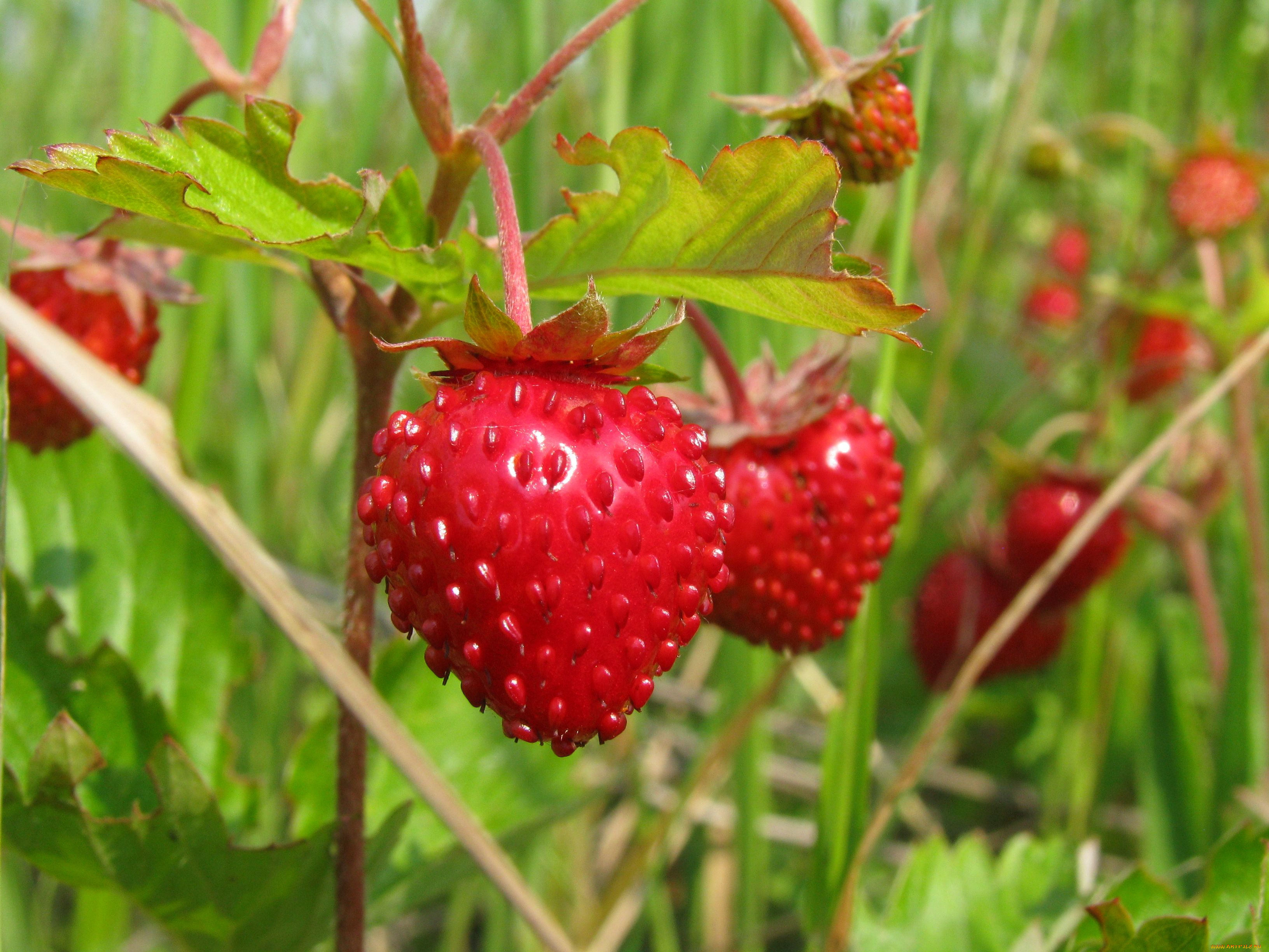 природа, Ягоды