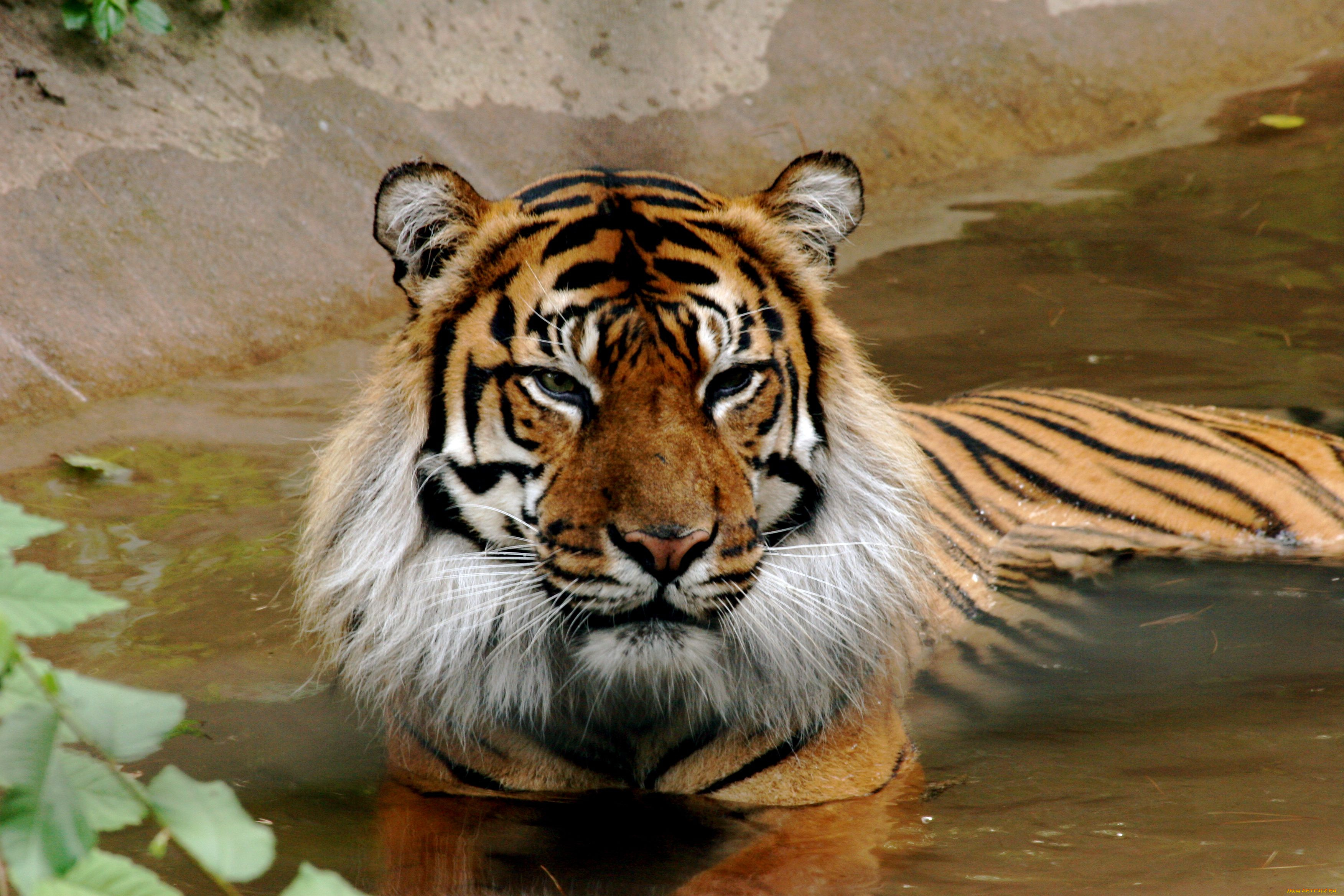 животные, тигры