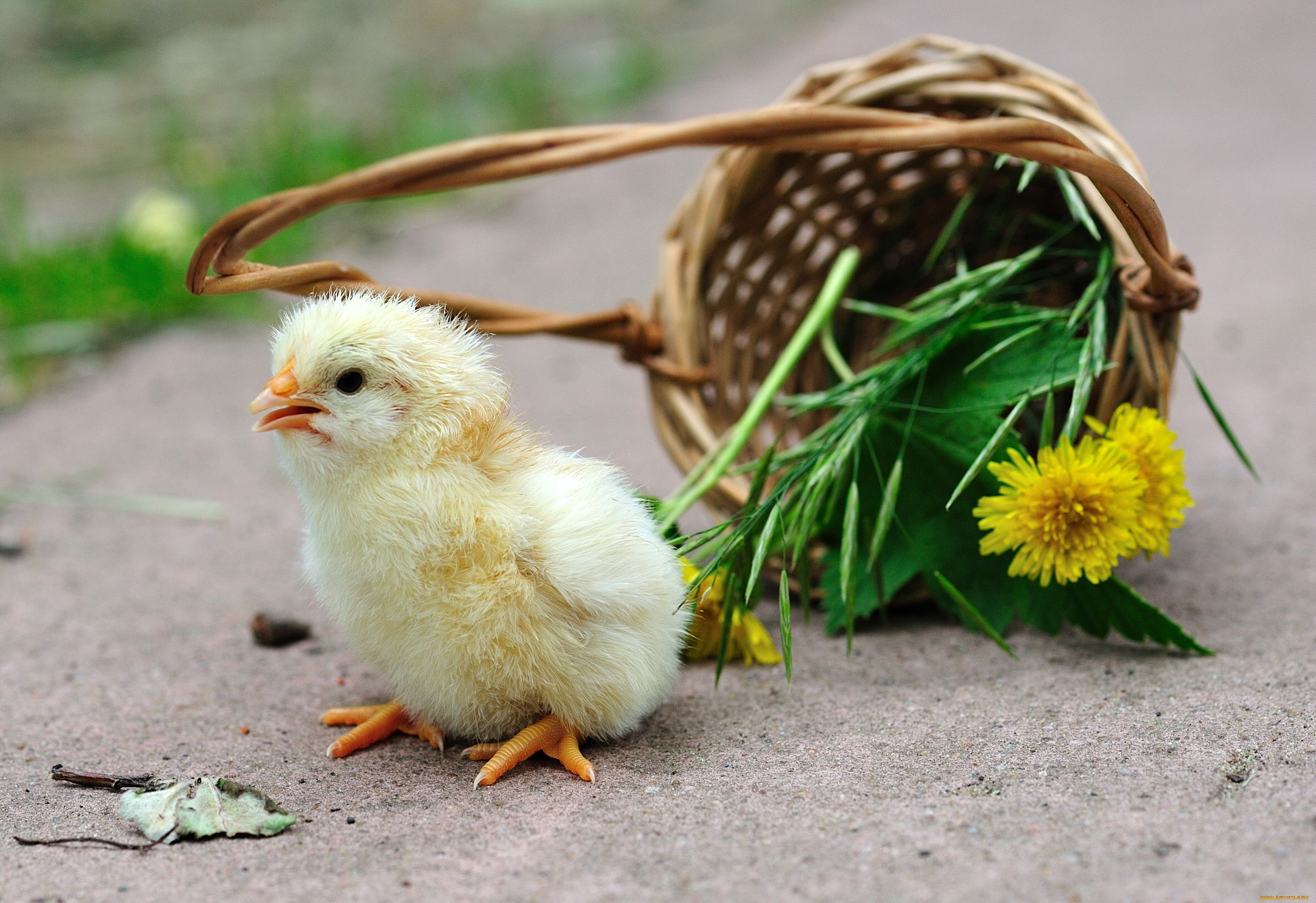 авт, сотсков, николай, животные, куры, петухи