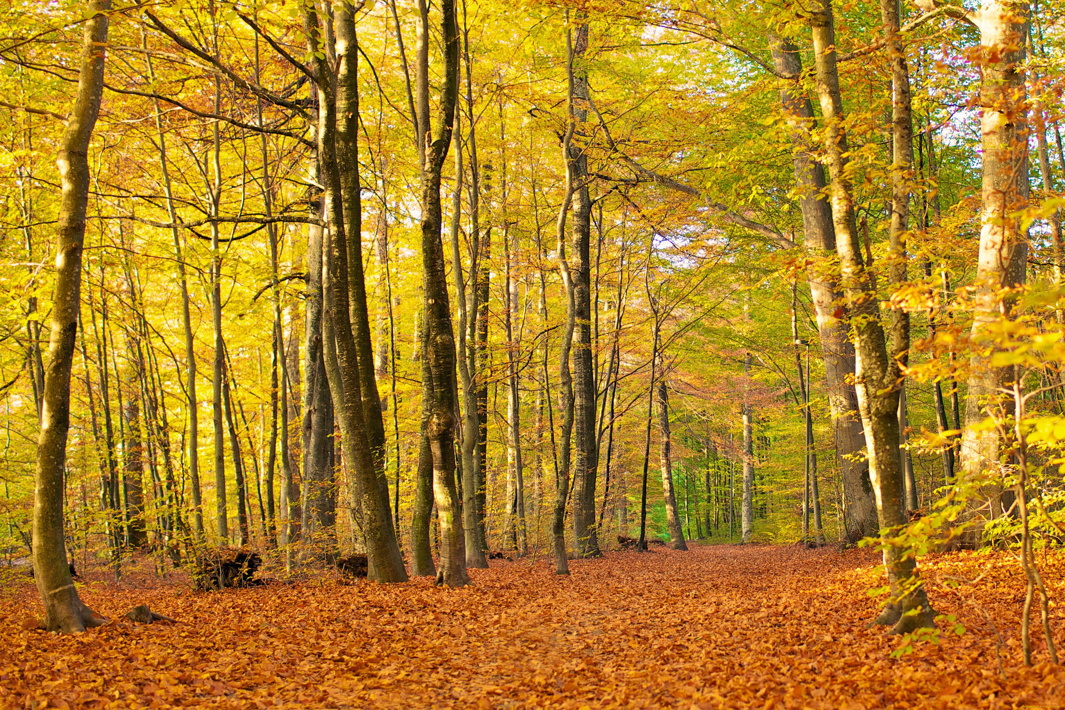 природа, лес