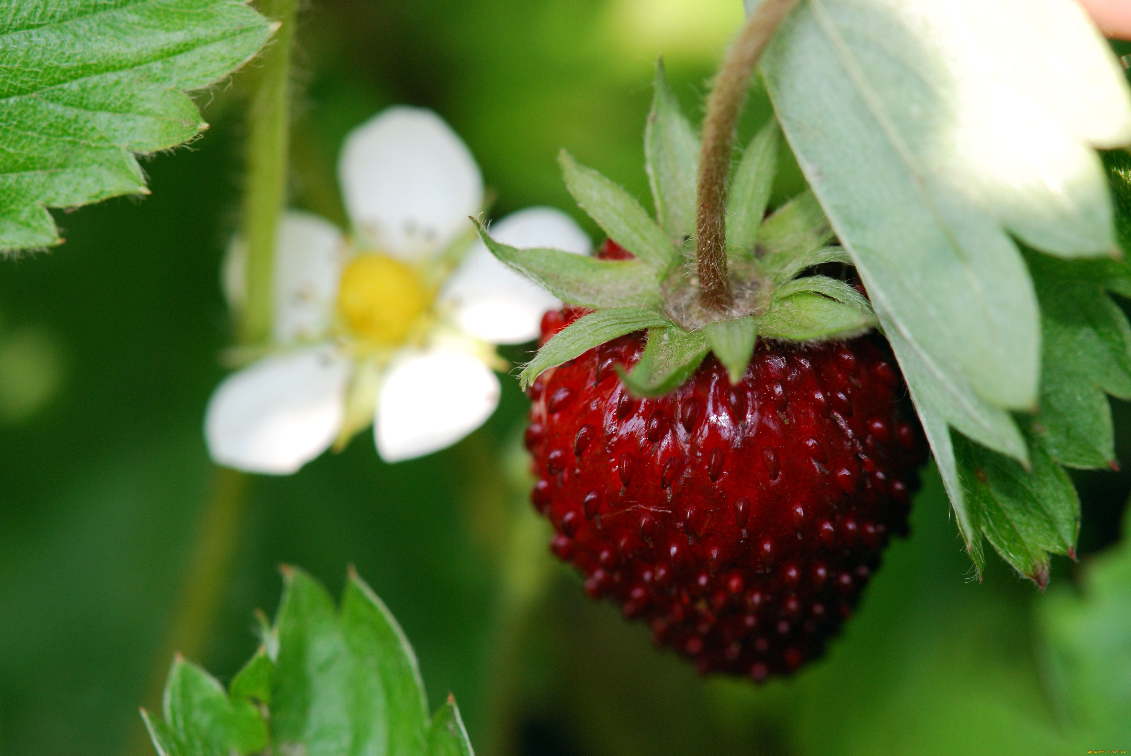 авт, сотсков, николай, природа, Ягоды, клубника