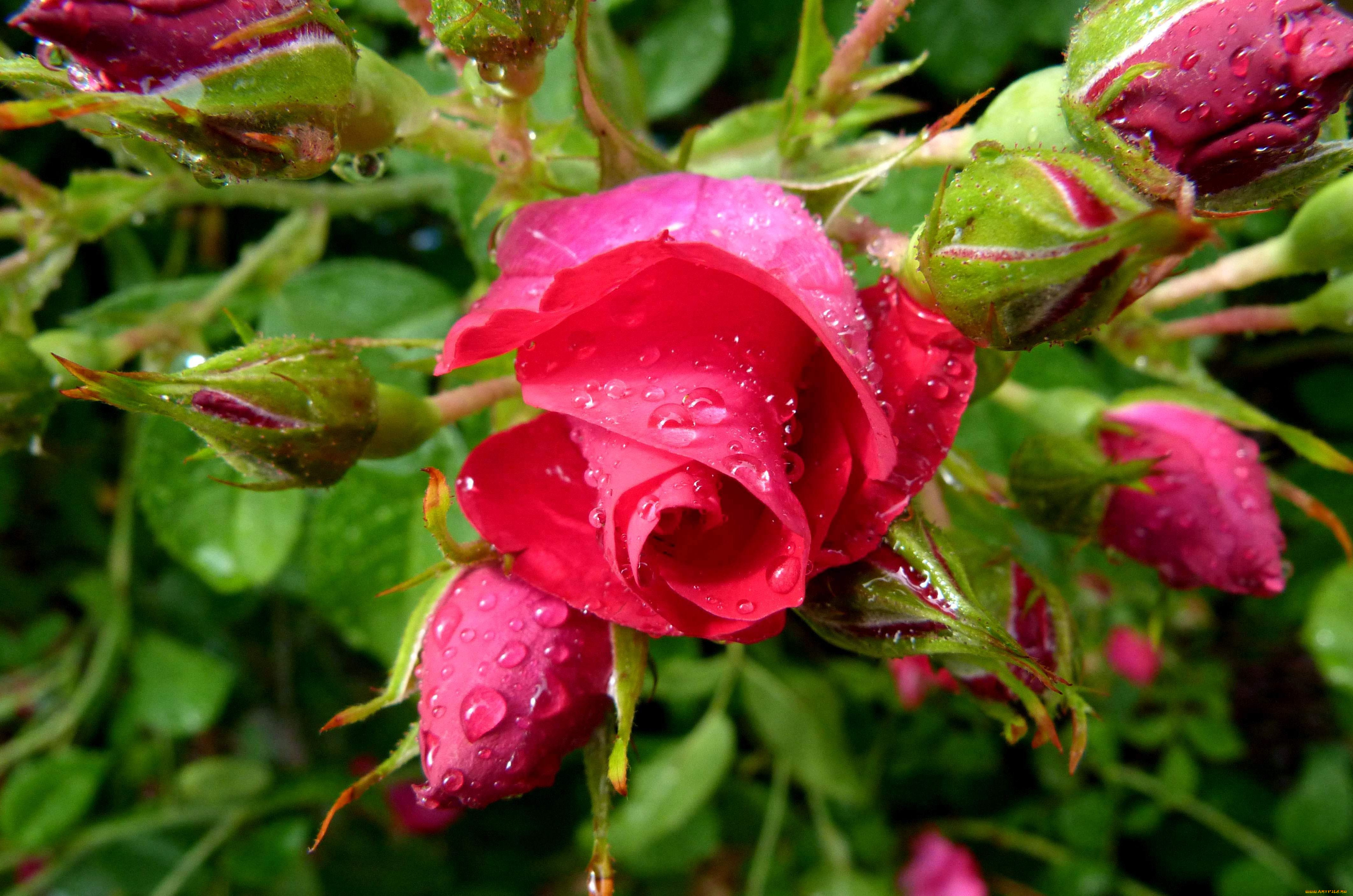 цветы, розы