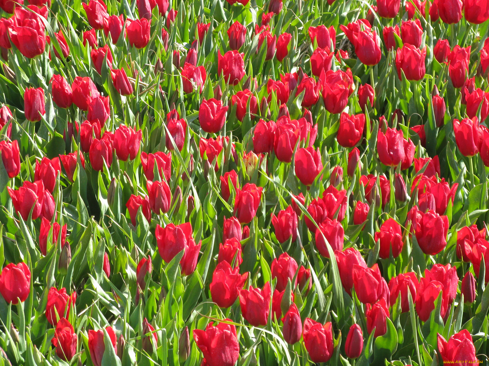 цветы, тюльпаны