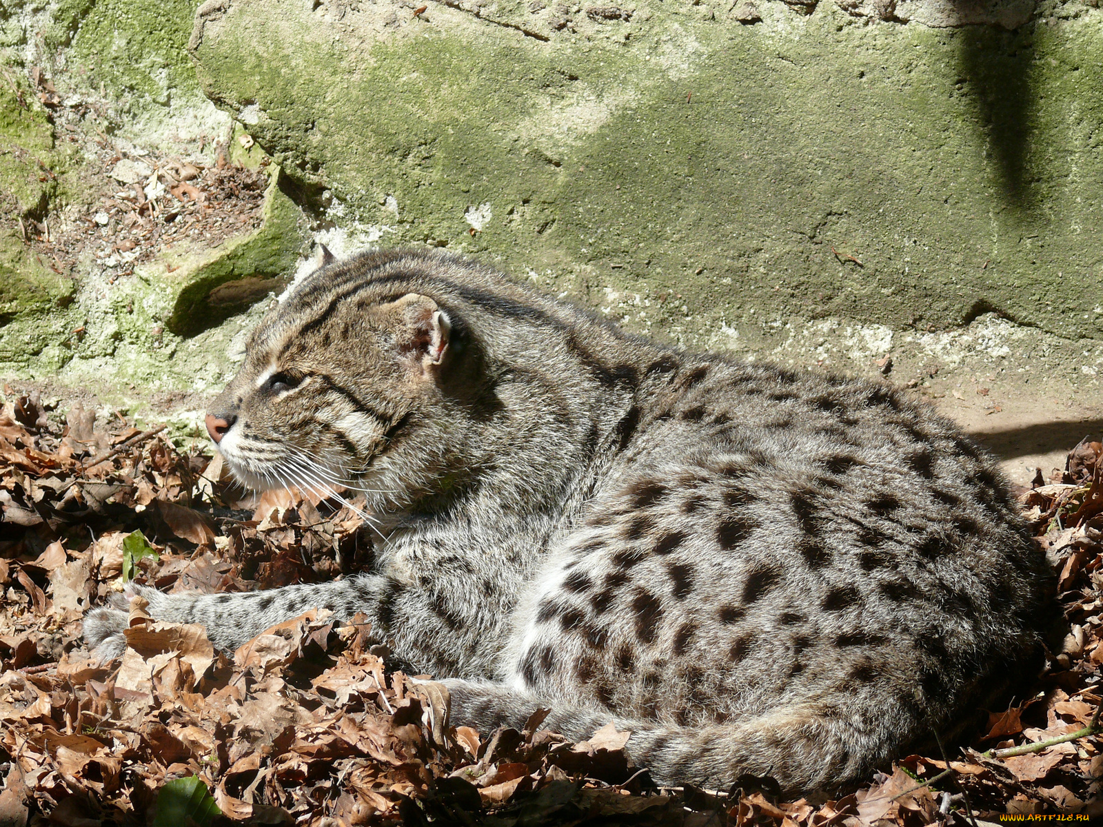 животные, дикие, кошки, малыш