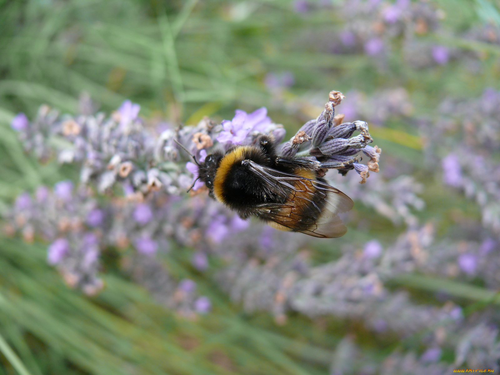 животные, пчелы, осы, шмели, шмель