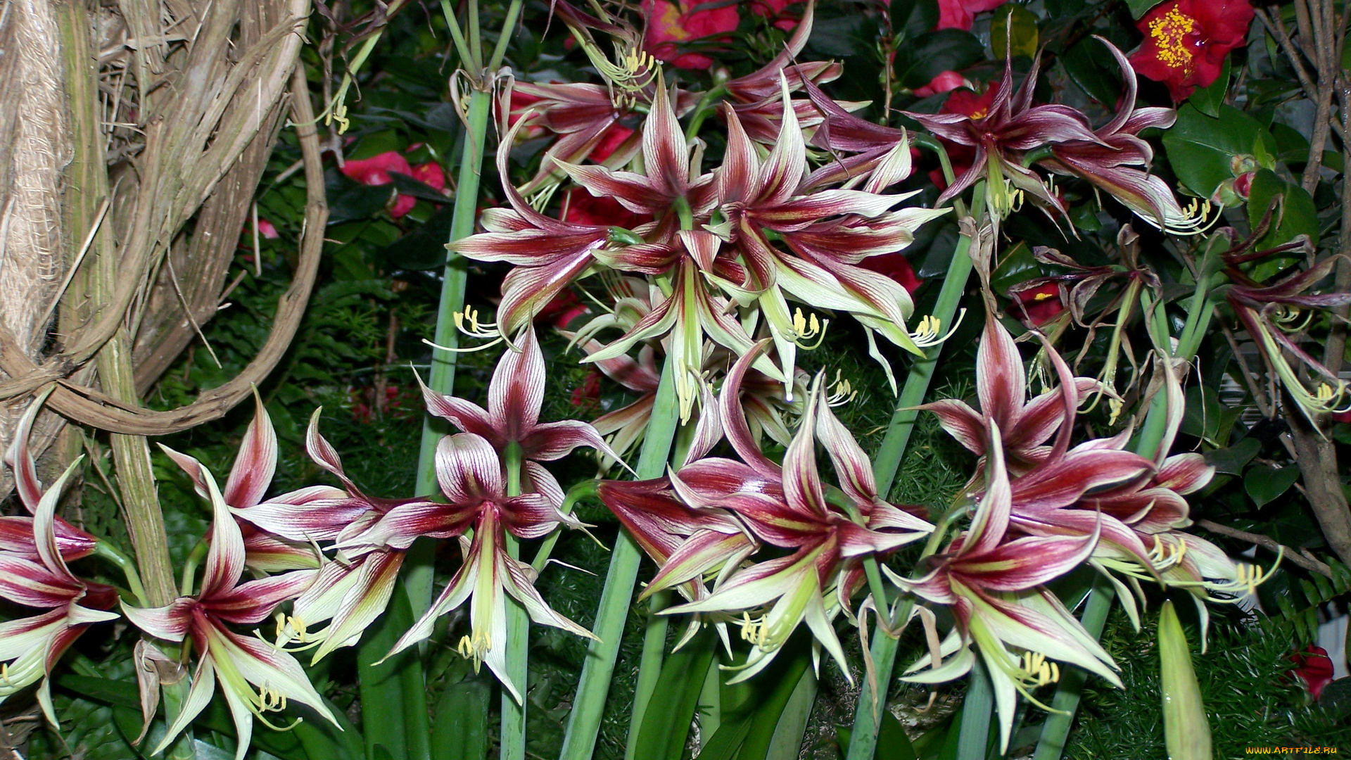 цветы, амариллисы, гиппеаструмы, amaryllis