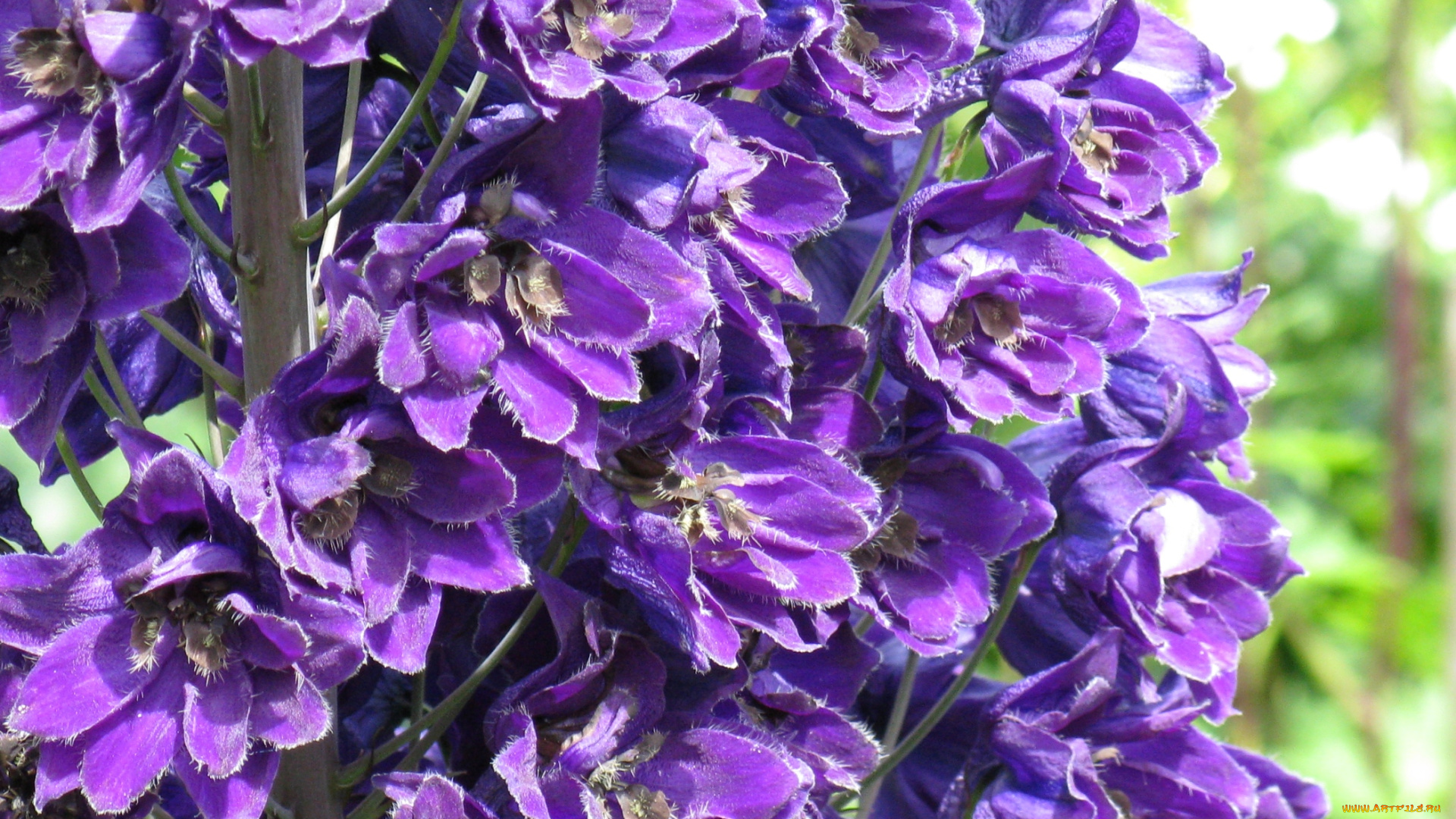 цветы, дельфиниум, фиолетовый