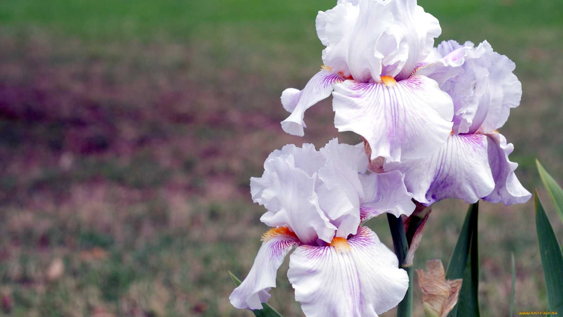 цветы, ирисы, сиреневый