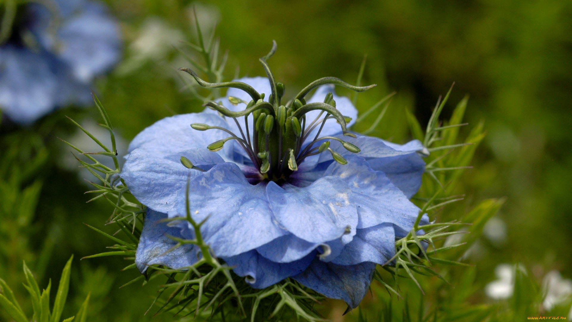 цветы, нигелла, голубой