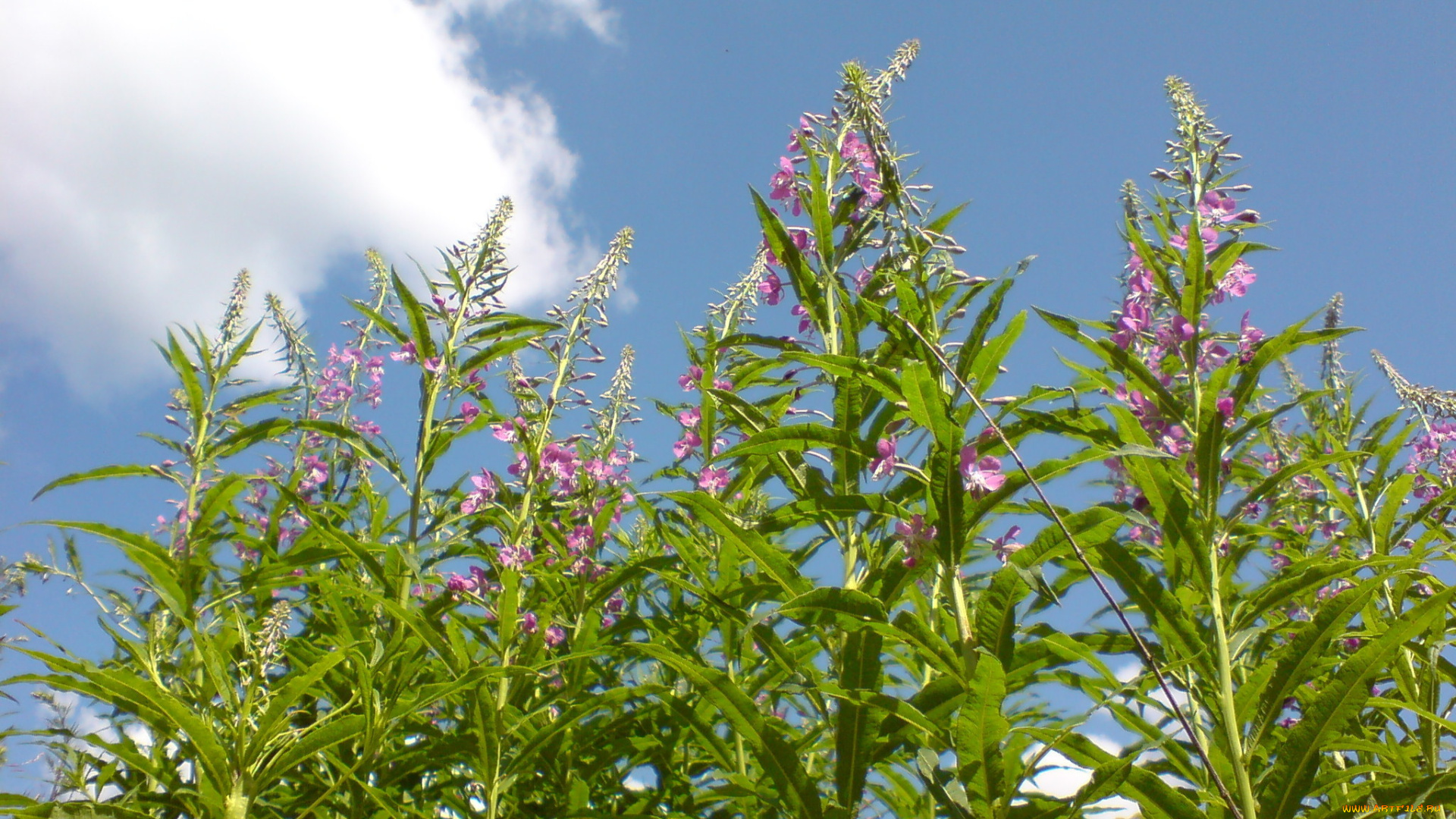 цветы, облака, небо, лето