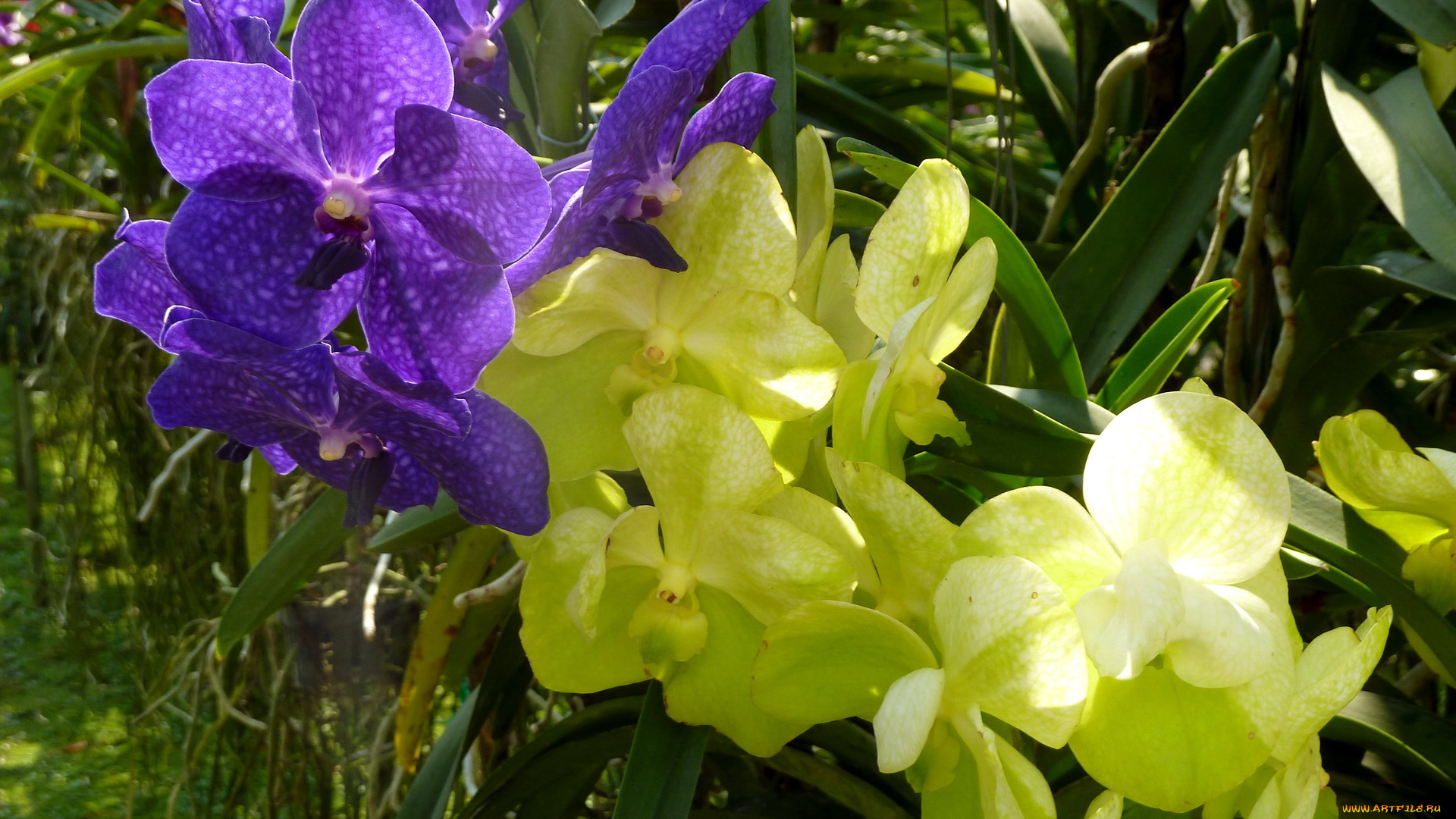 цветы, орхидеи, оранжерея