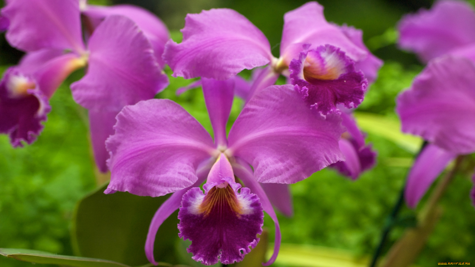 цветы, орхидеи, яркий, розовый, экзотика