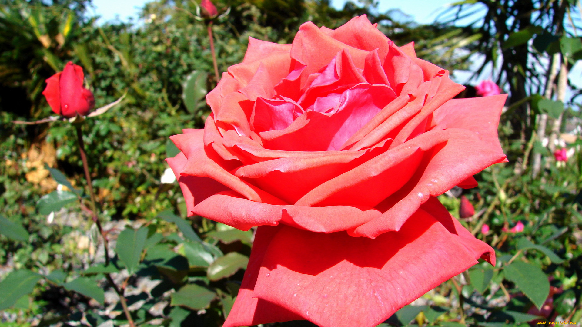 цветы, розы, роза