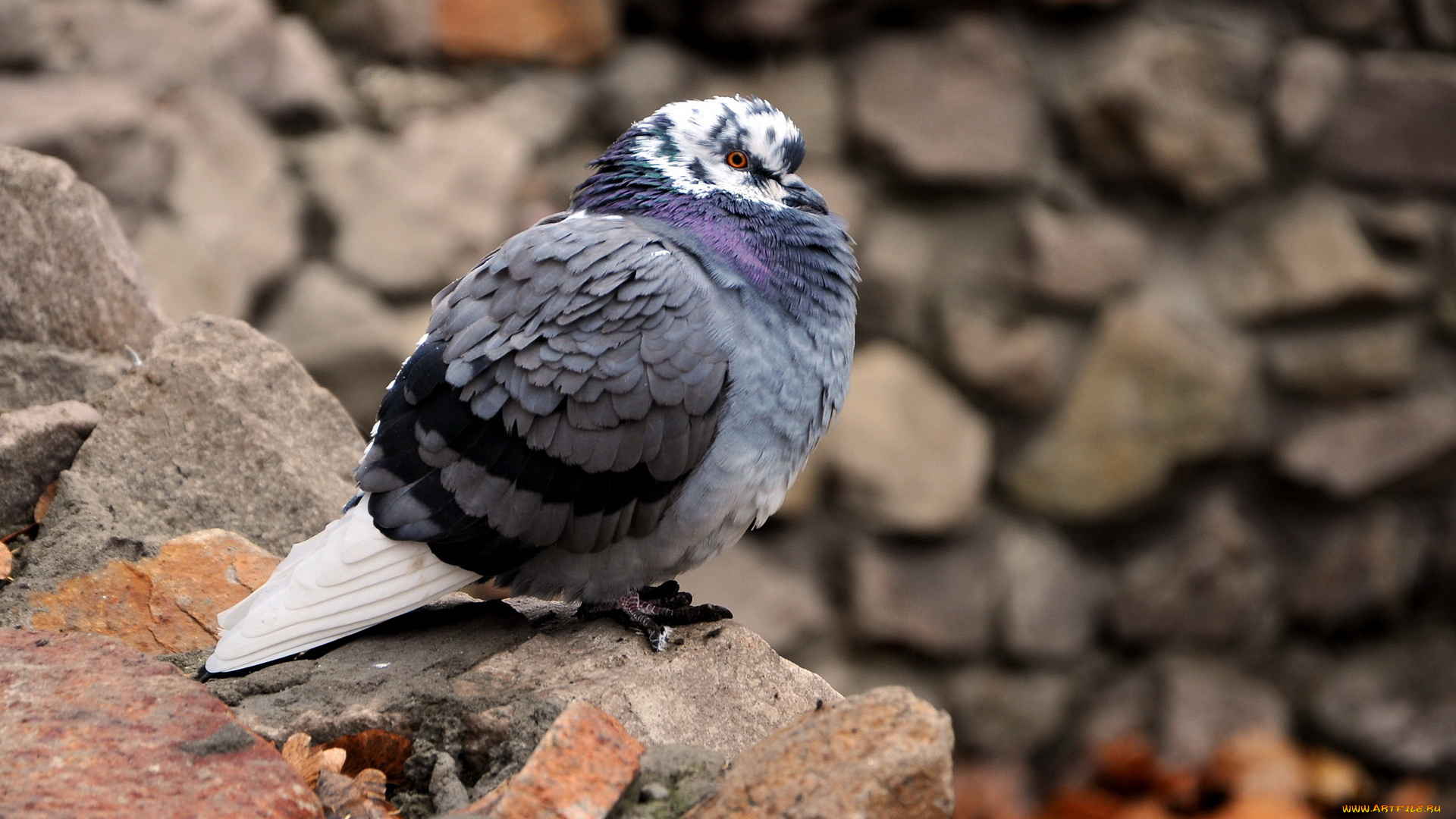 животные, голуби, голубь