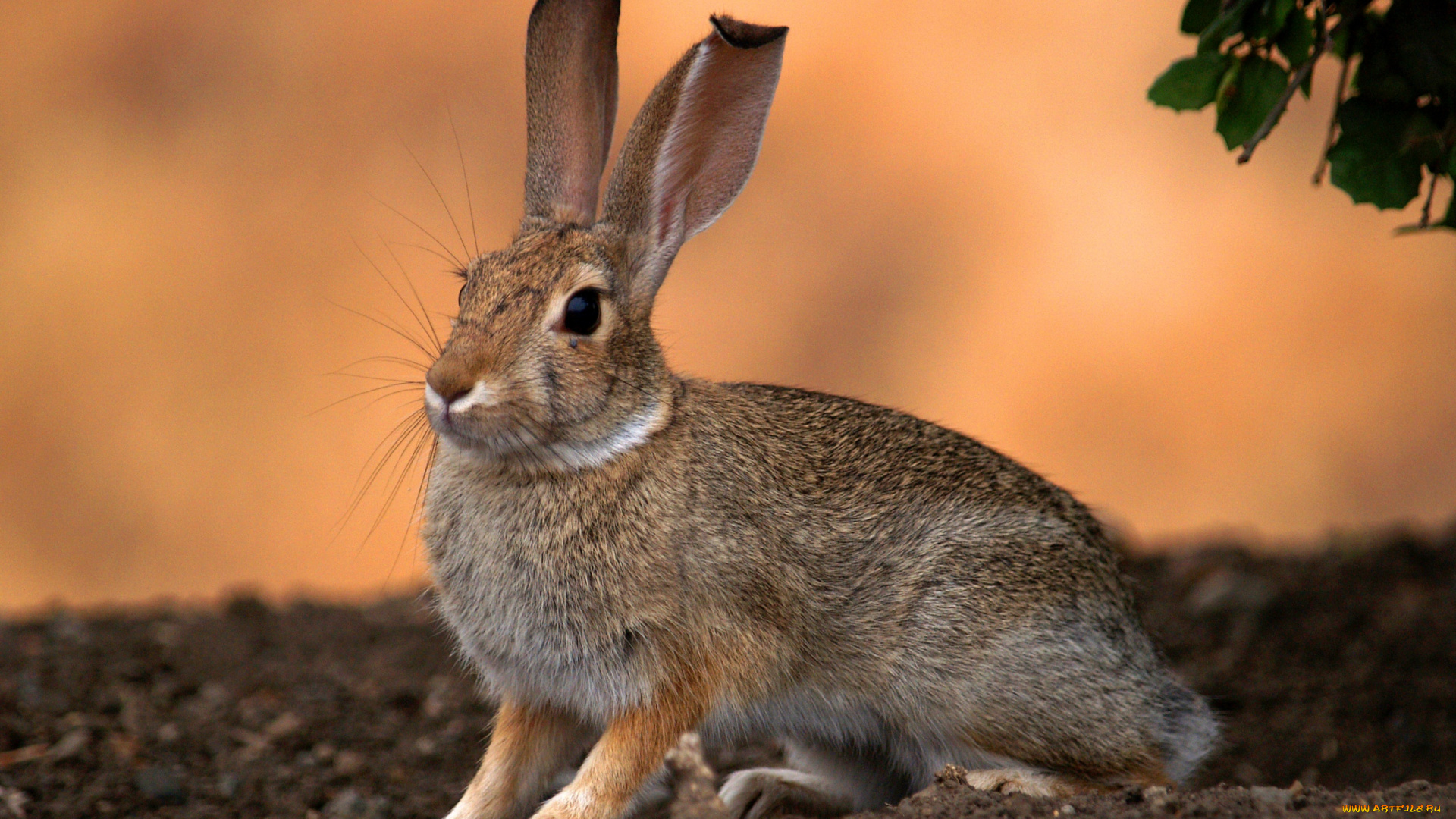 животные, кролики, зайцы, уши, русак