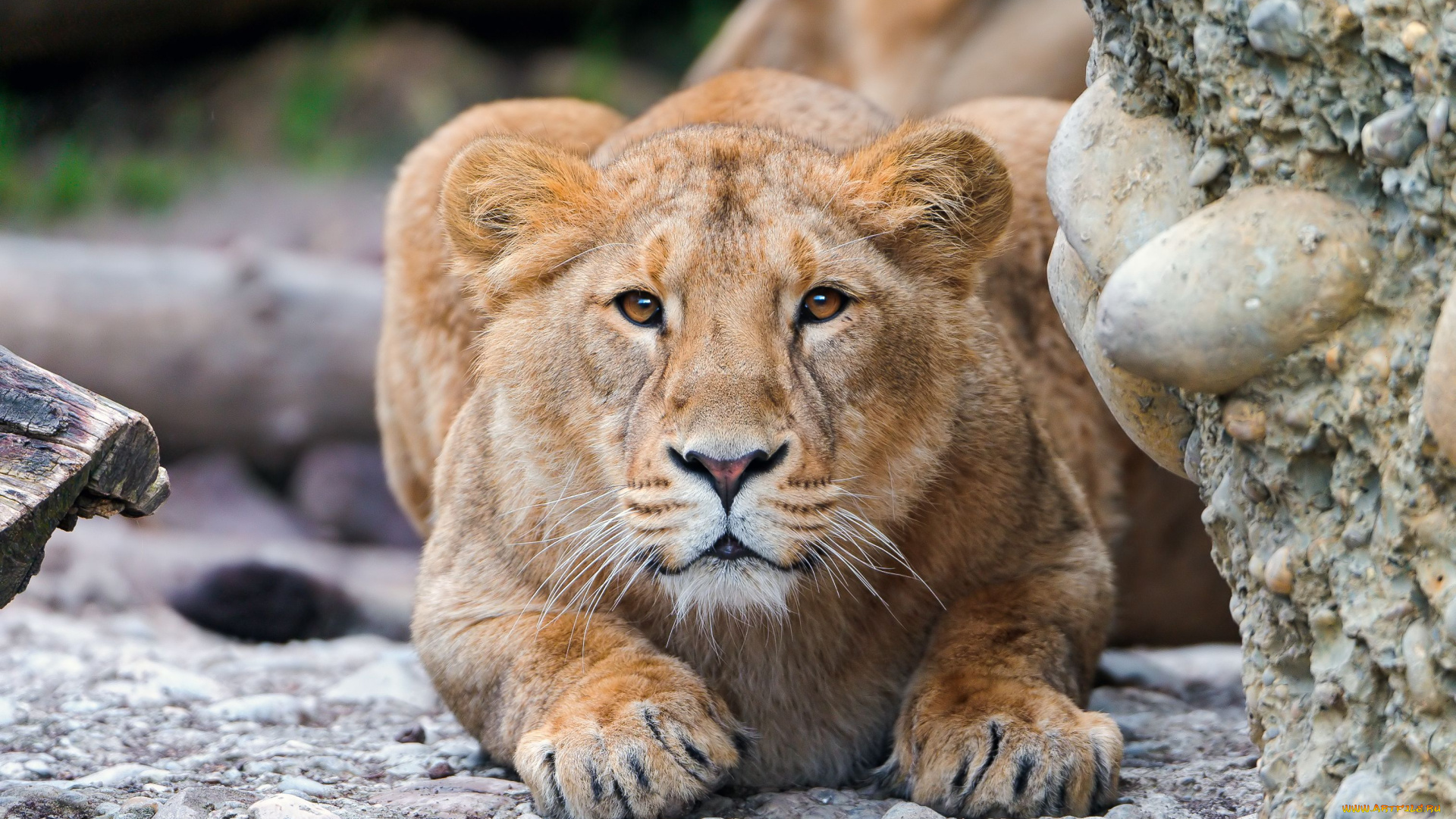 животные, львы, львица