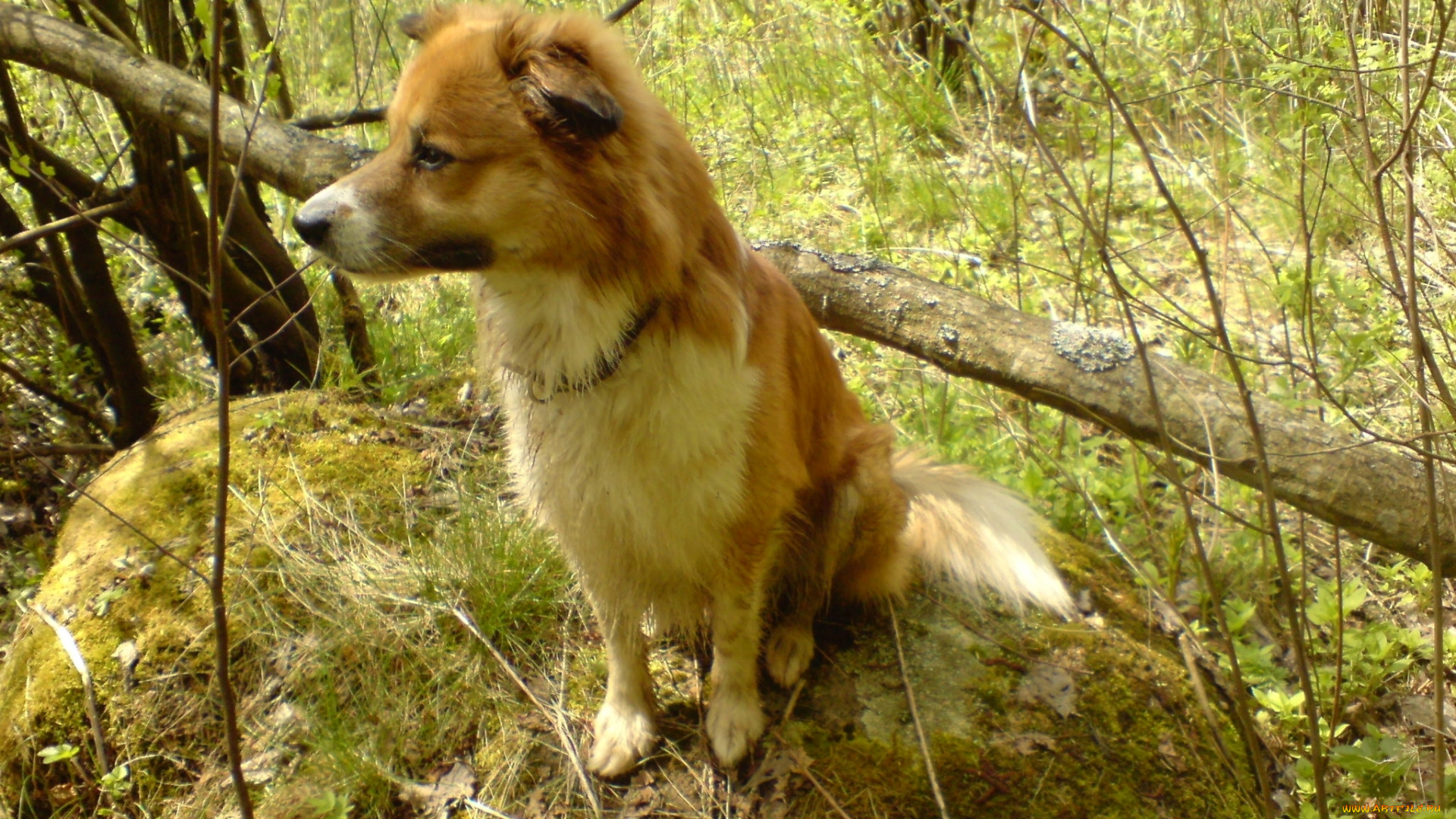 животные, собаки, собака