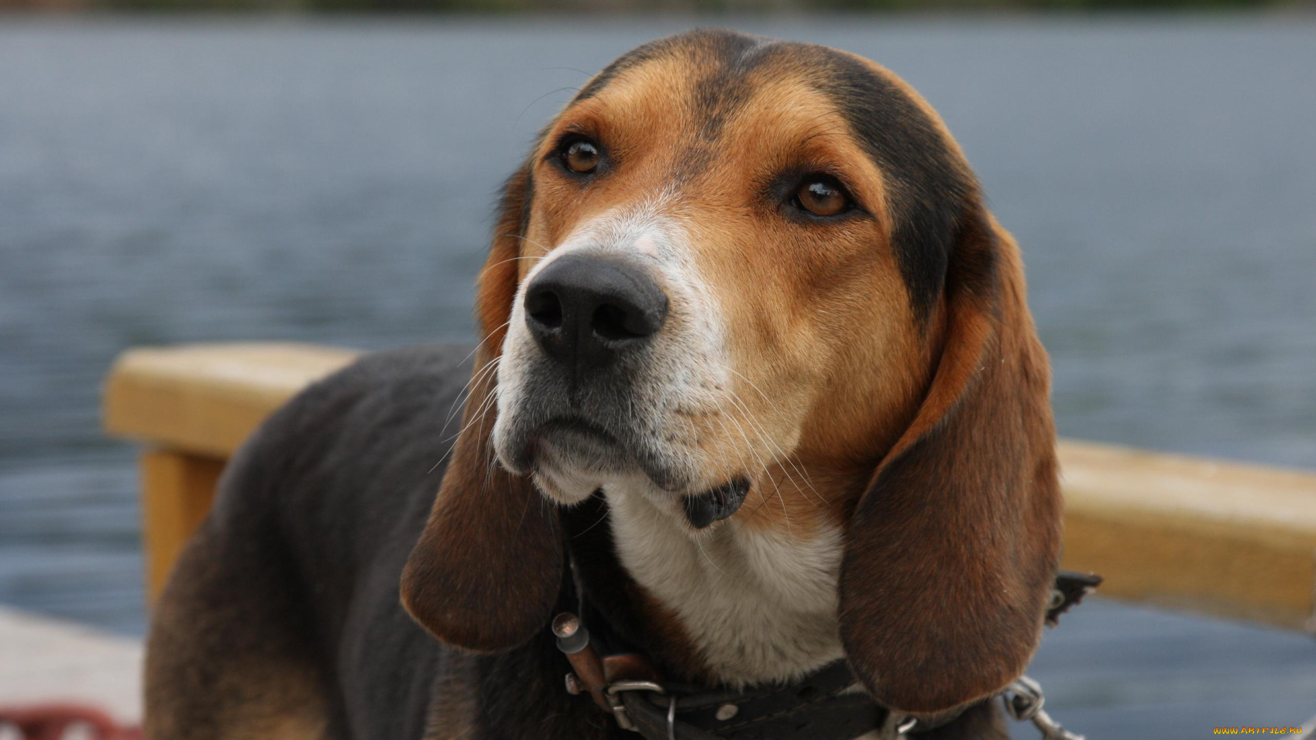 животные, собаки, собака, взгляд