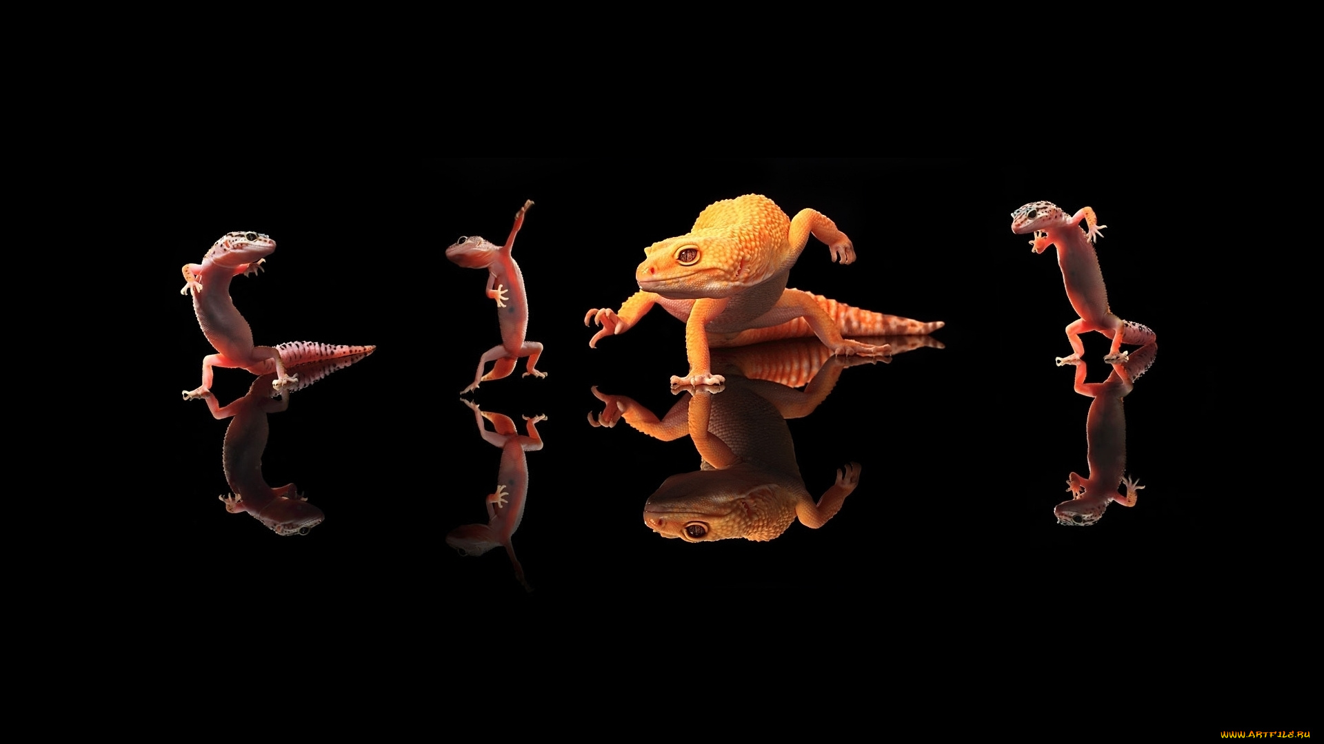 животные, Ящерицы, игуаны, вараны, ящерицы, отражение, танцы, фон