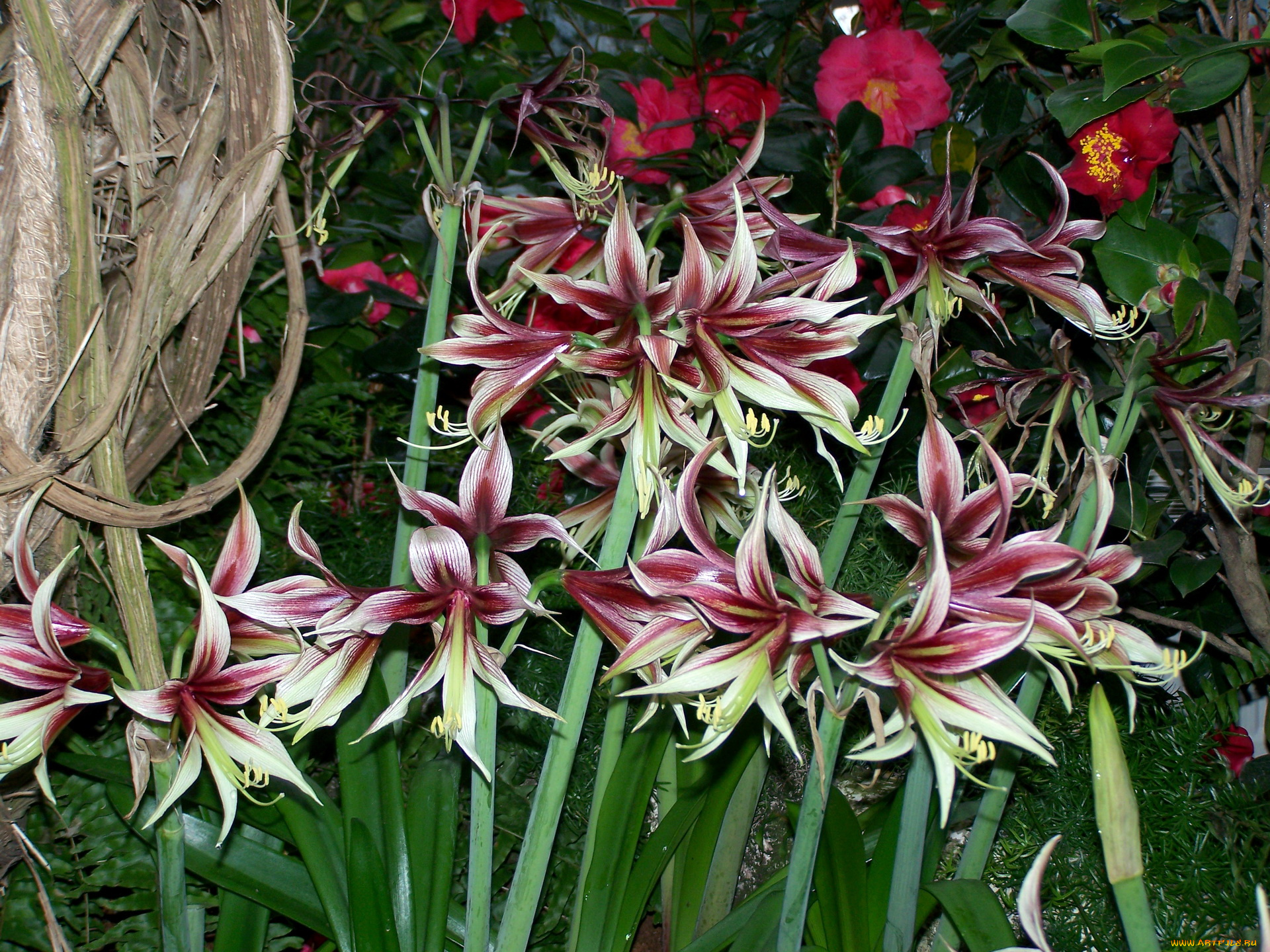 цветы, амариллисы, гиппеаструмы, amaryllis