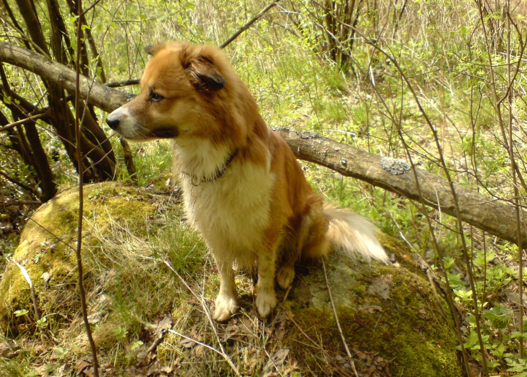 животные, собаки, собака