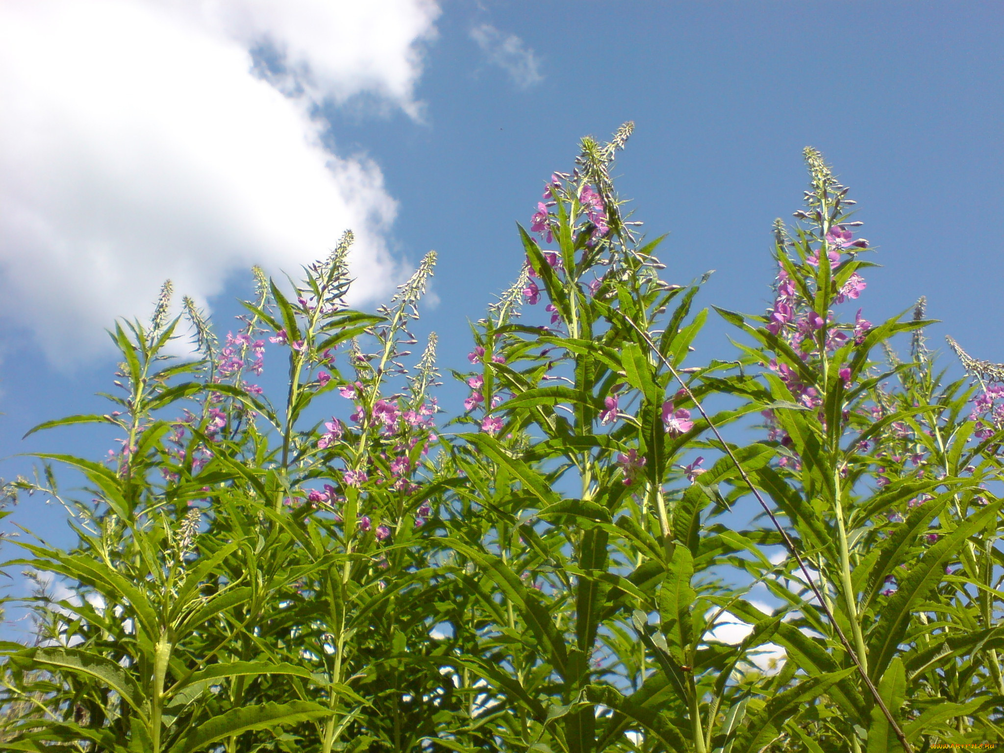 цветы, облака, небо, лето