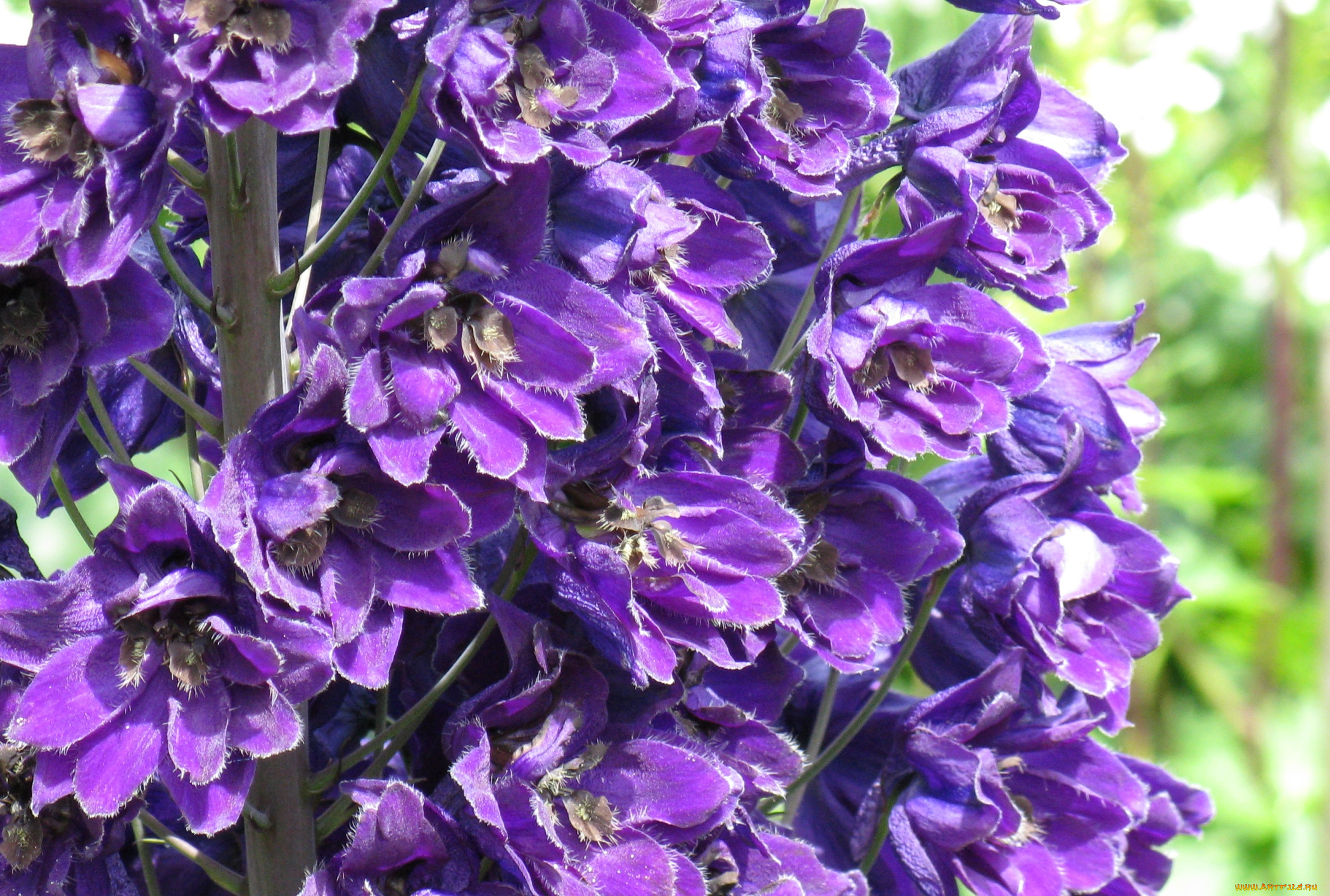 цветы, дельфиниум, фиолетовый