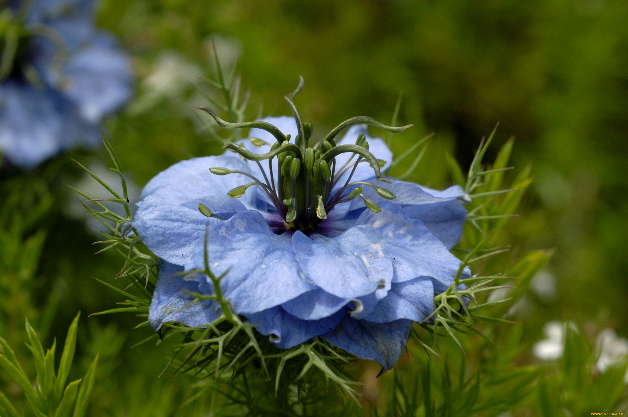 цветы, нигелла, голубой
