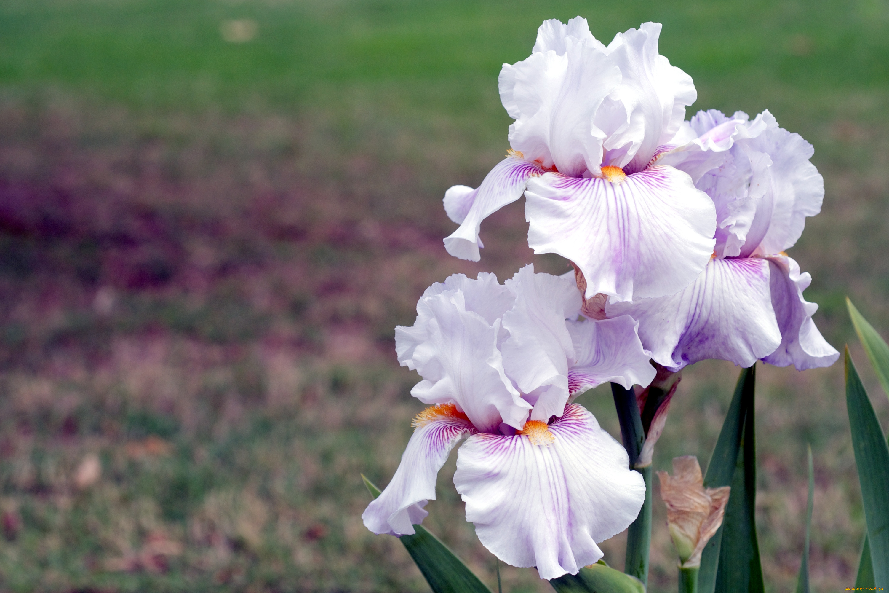 цветы, ирисы, сиреневый