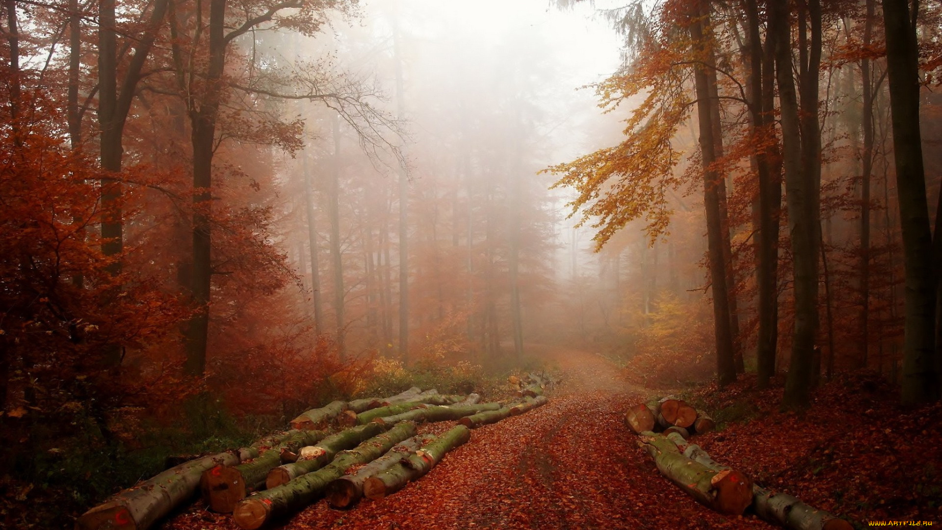 природа, дороги, бревна, туман, лес