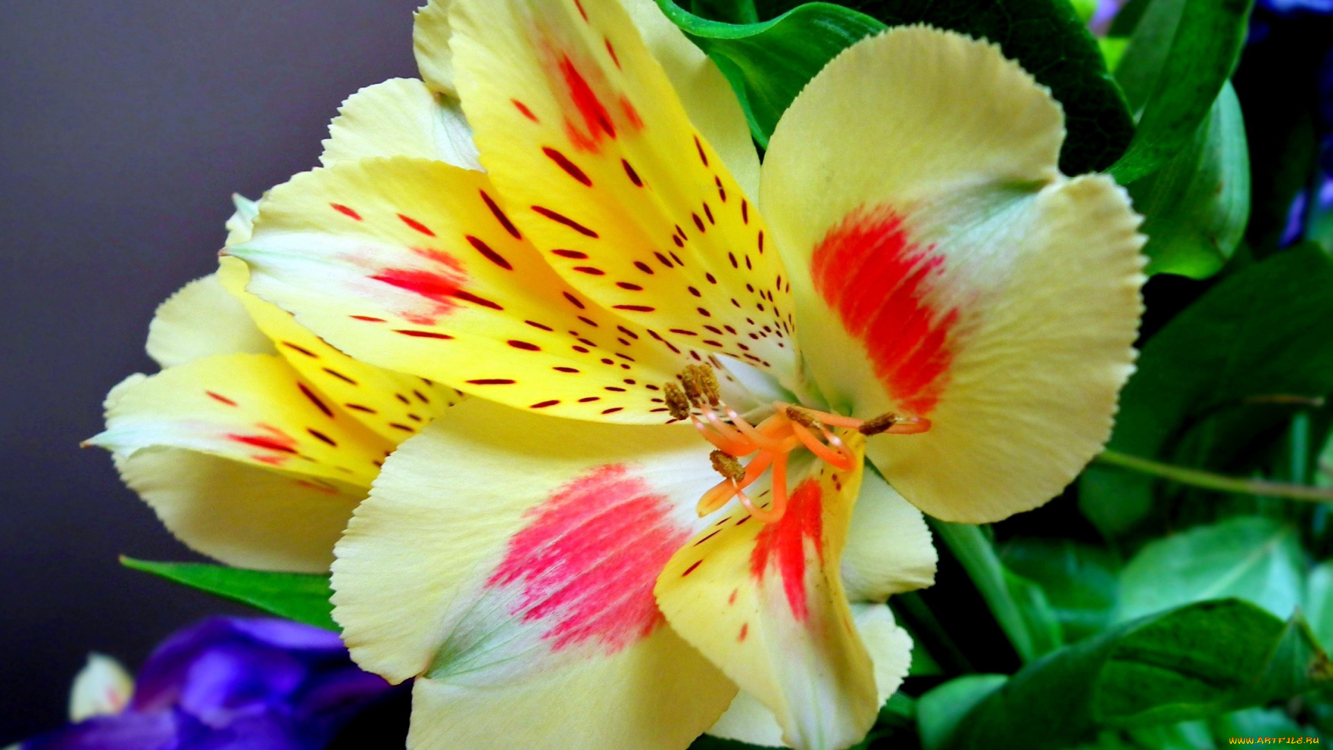 цветы, альстромерия, макро