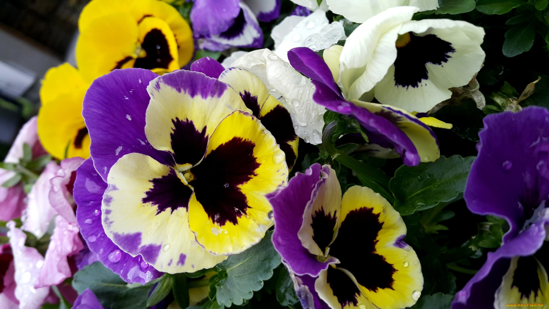 цветы, анютины, глазки, , садовые, фиалки, разноцветные