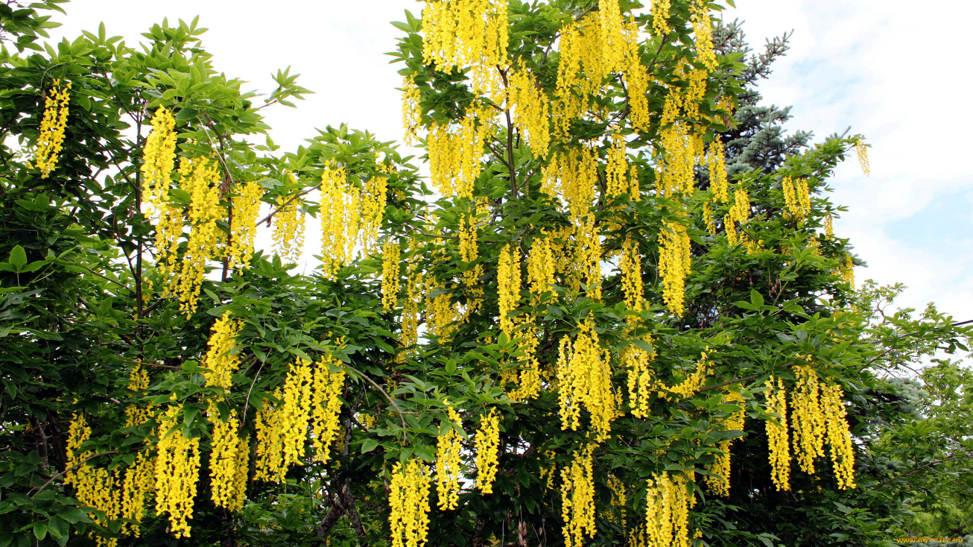 цветы, глициния, желтый