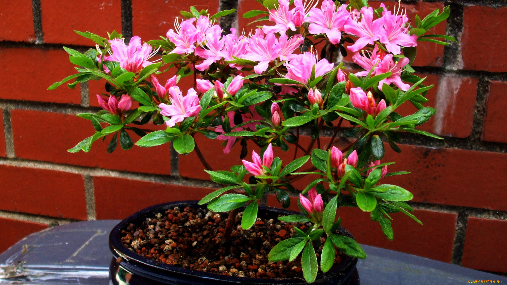 цветы, рододендроны, , азалии, азалия, бонсай