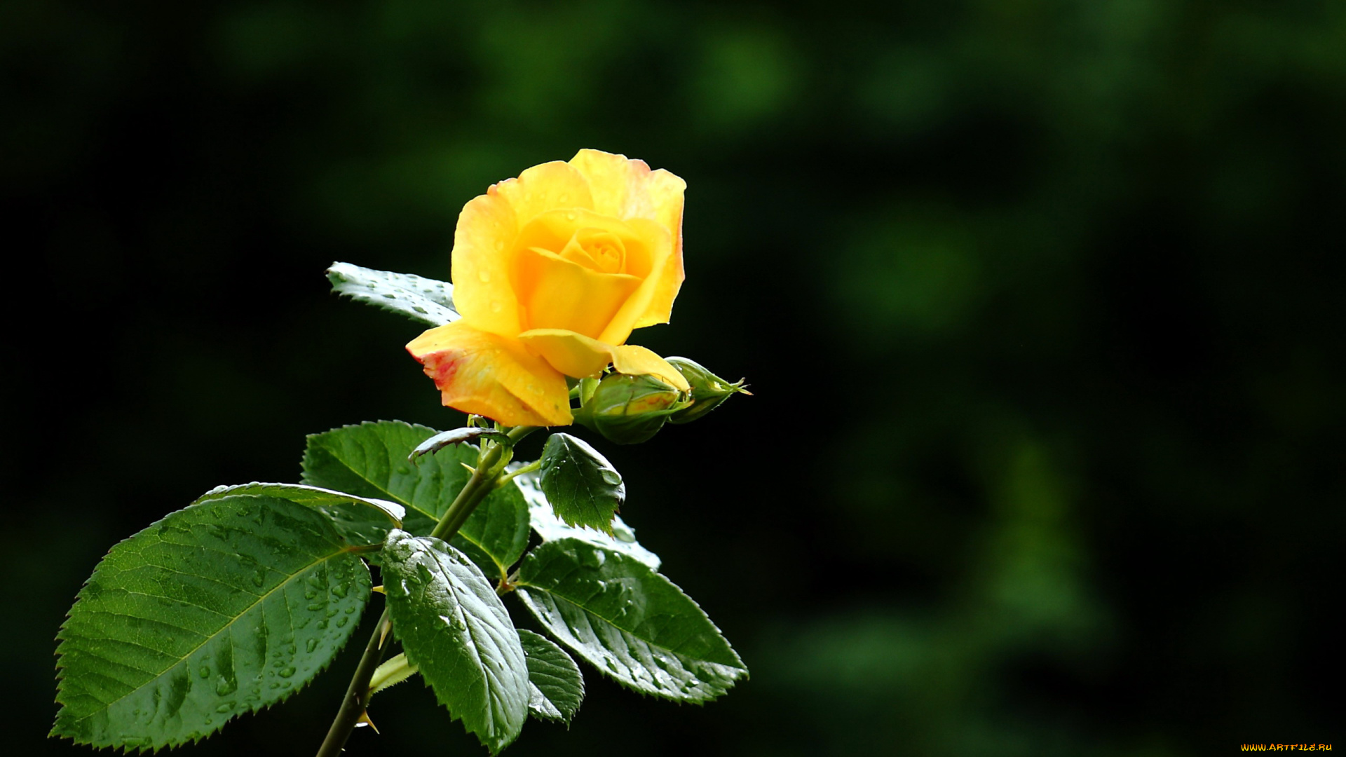 цветы, розы, бутон